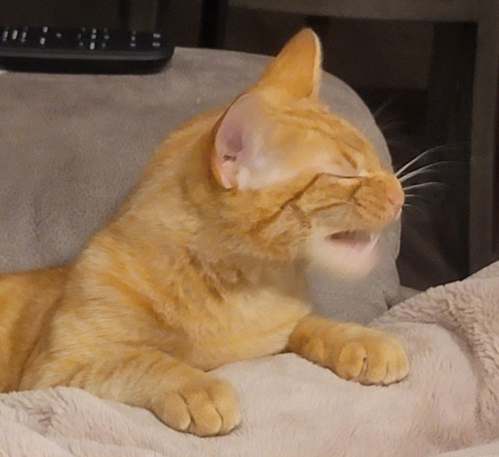 Pabu mid-sneeze!