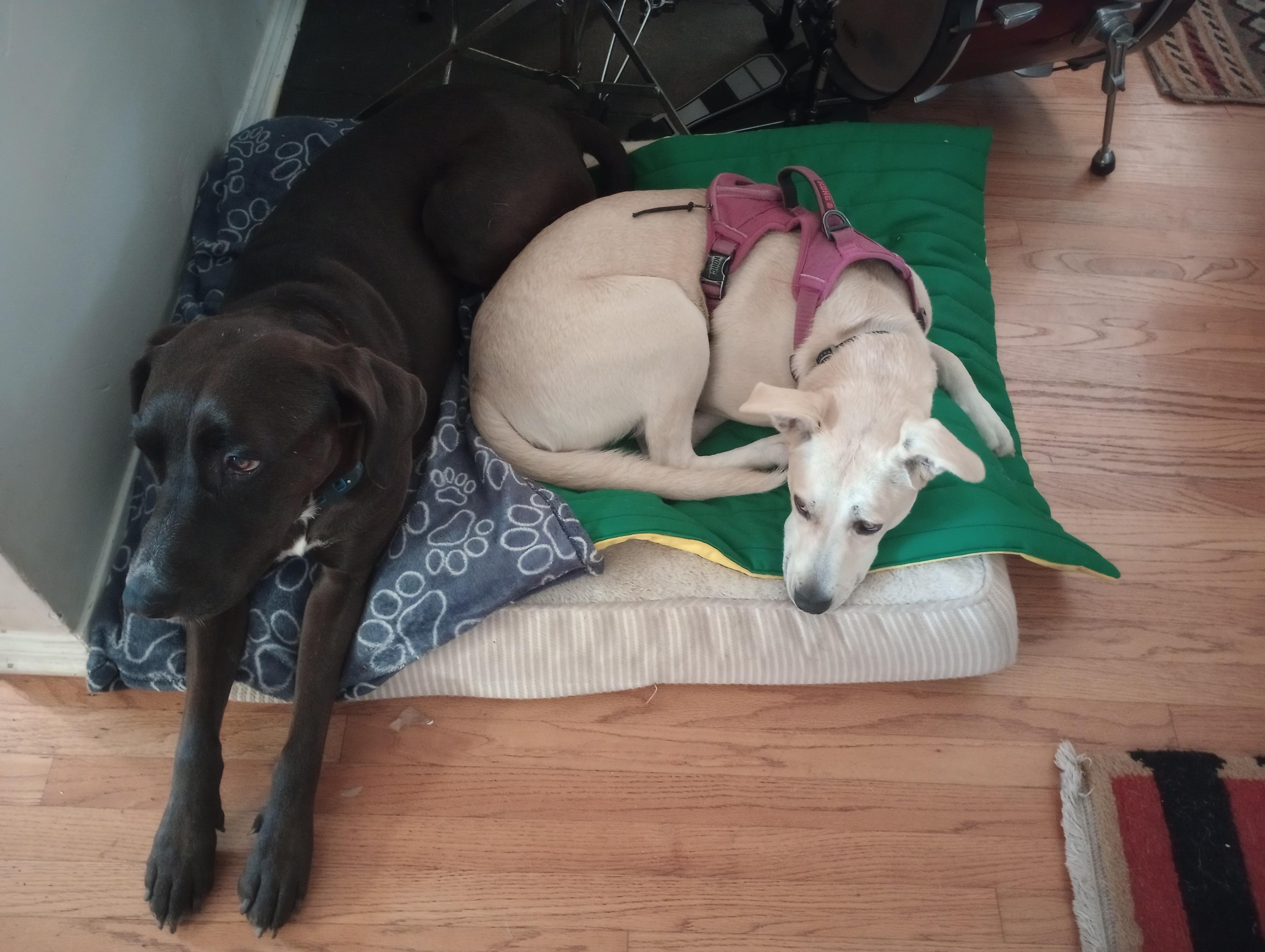 Caught this cute photo not too long ago.