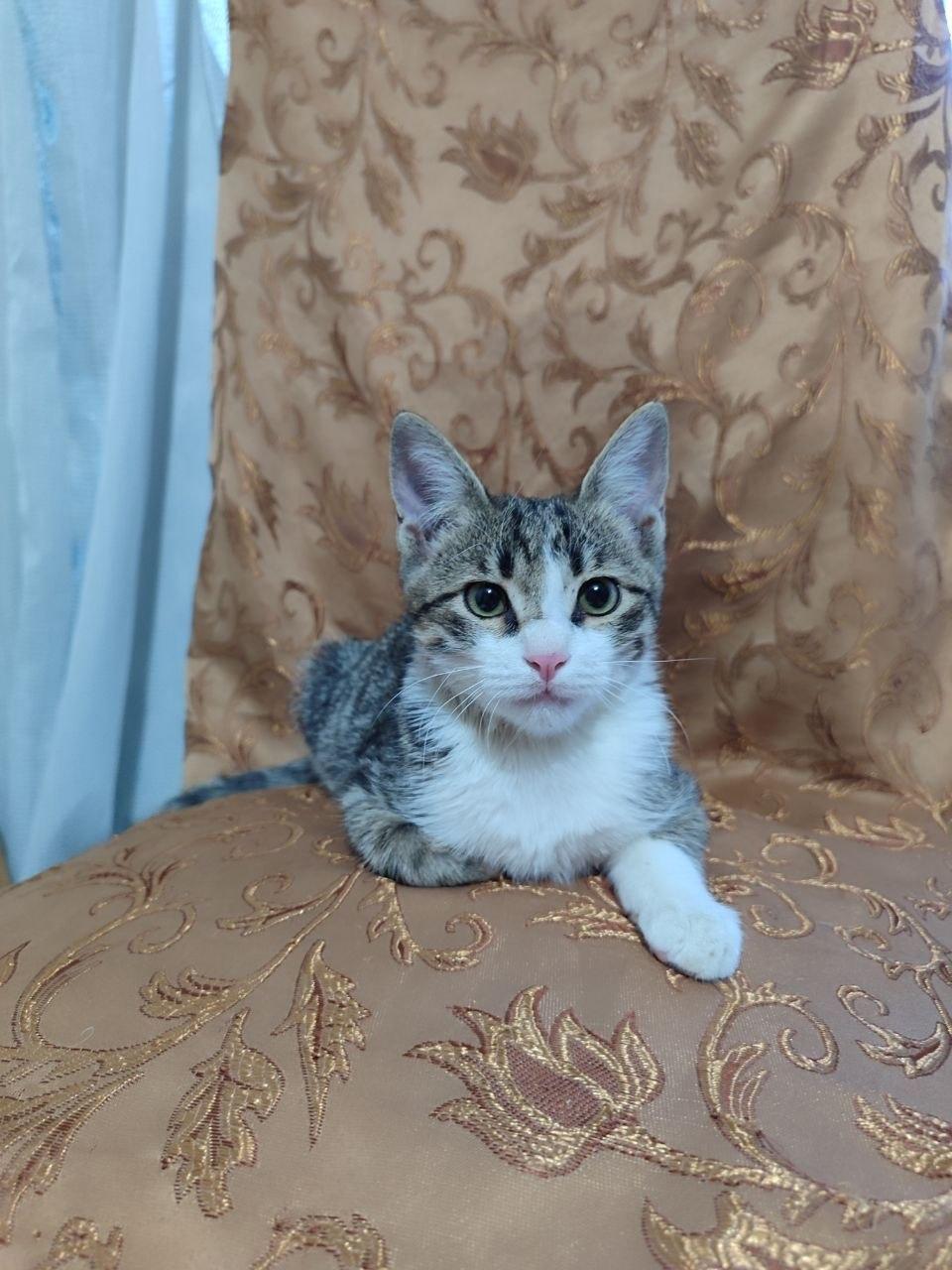 Hello world! Just a little kitten offering a paw to start your day. 🐾 Found the perfect spot on this fancy chair. ​
