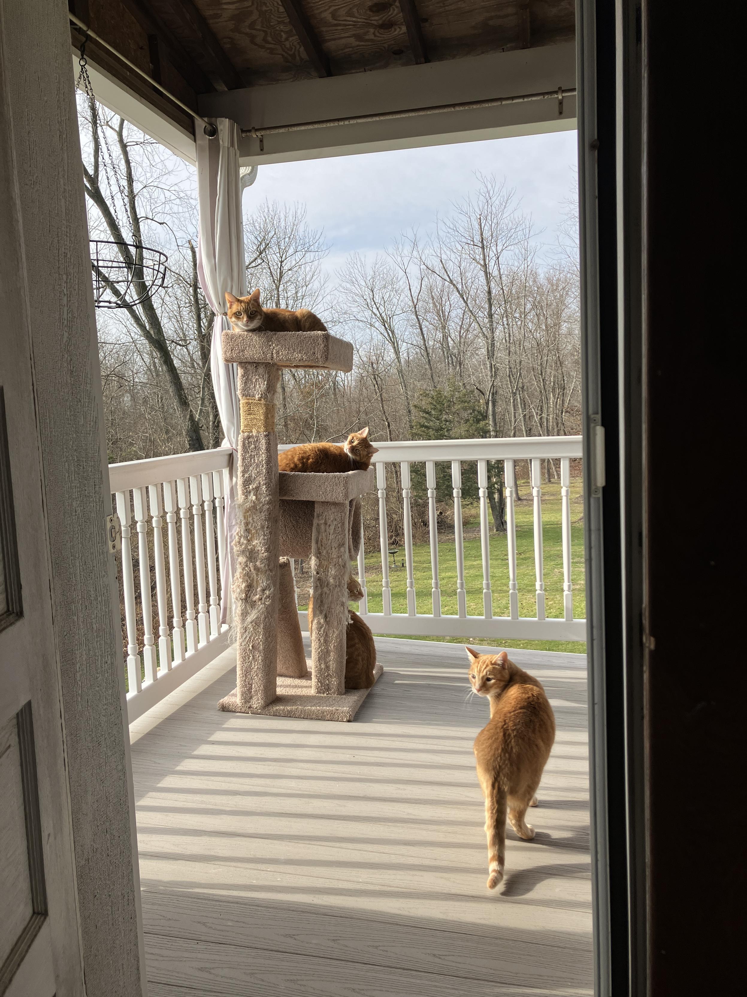 Life on the catio...
