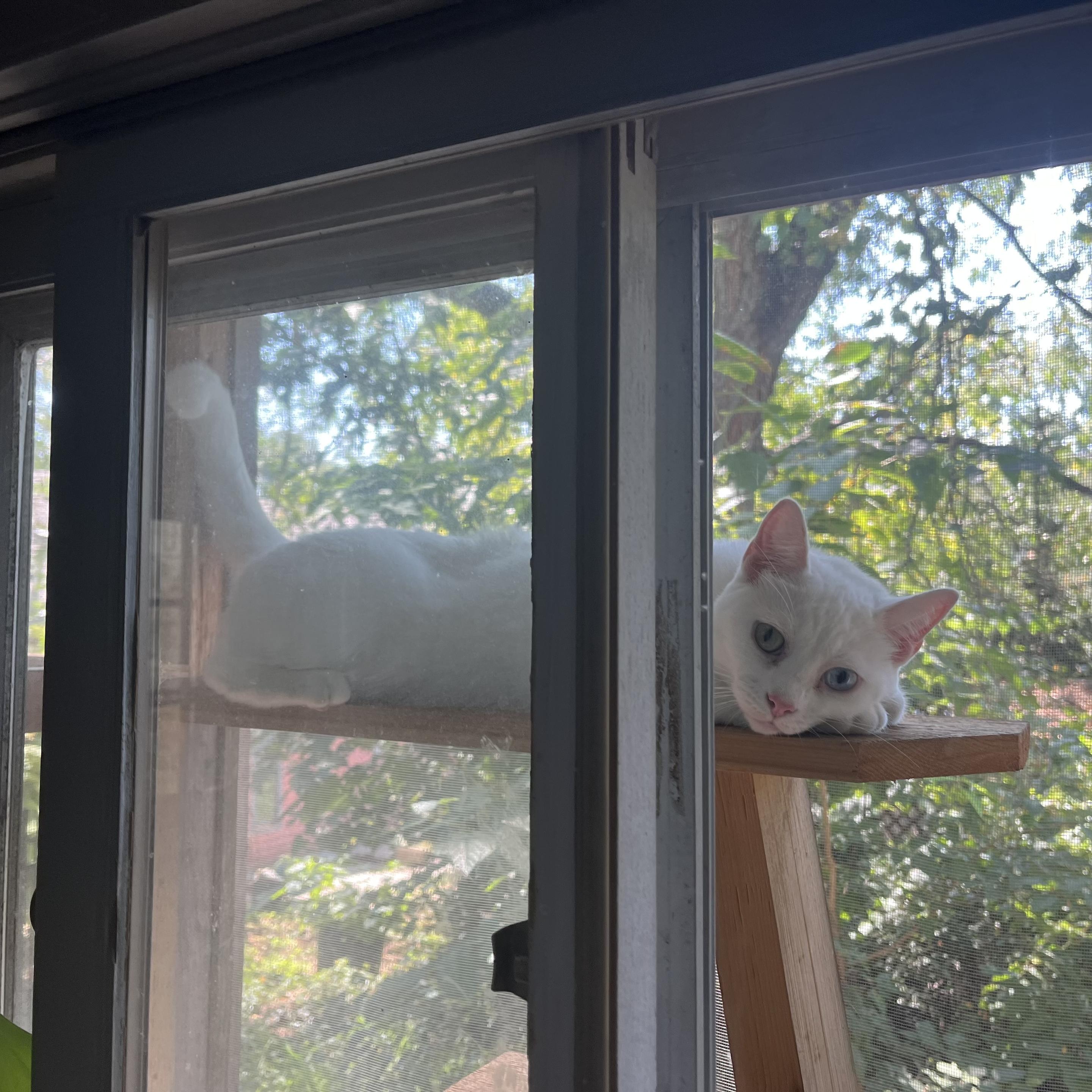 a beautiful white cat rests her head on her paw and looks in on us from a shelf outside a window