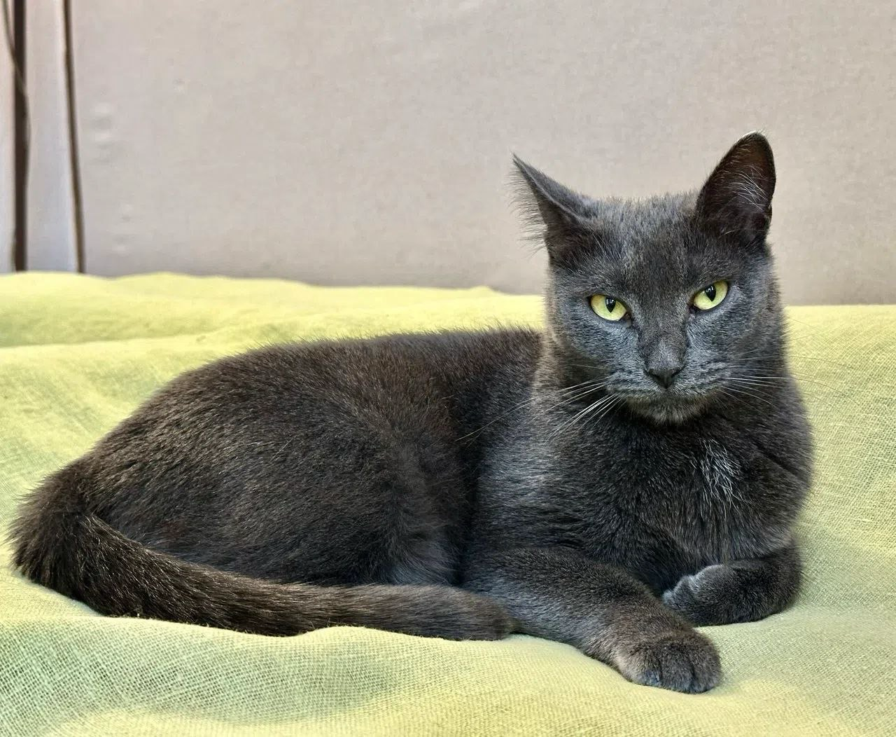 Chelsea is very affectionate and sociable she enjoys interaction with humans, being petted and playing with a fishing rod toy.