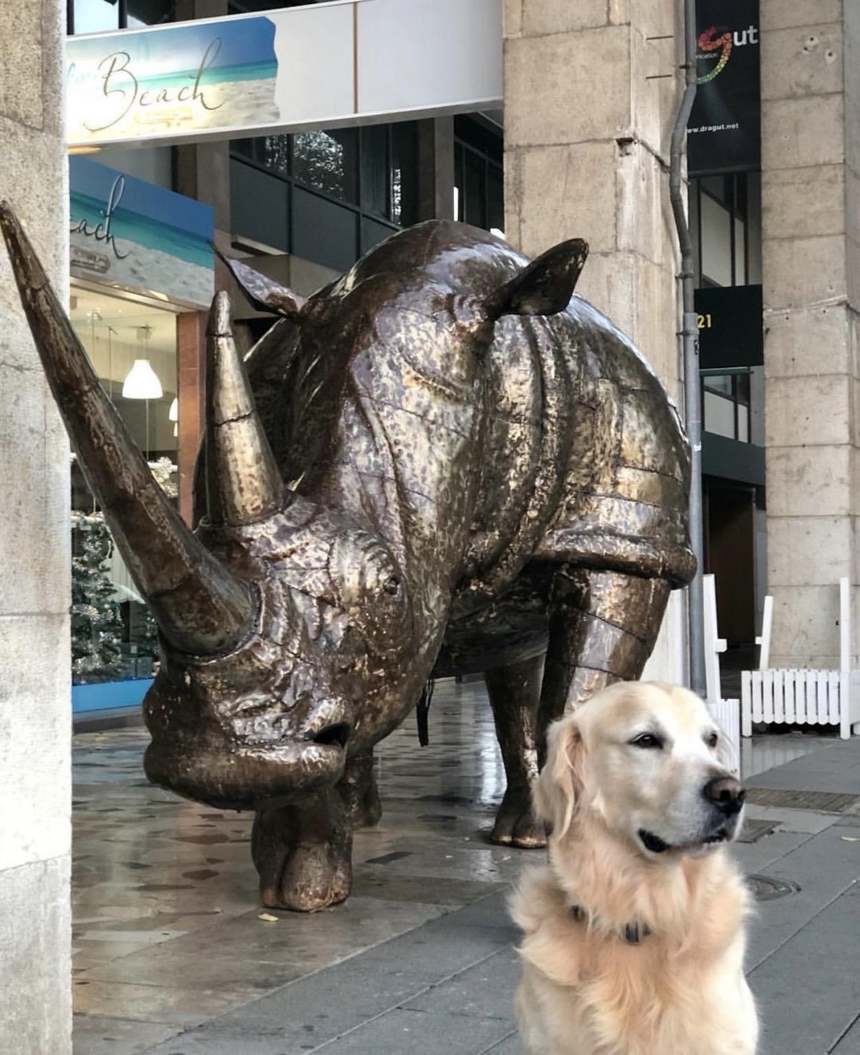 DOG ADVENTURE!