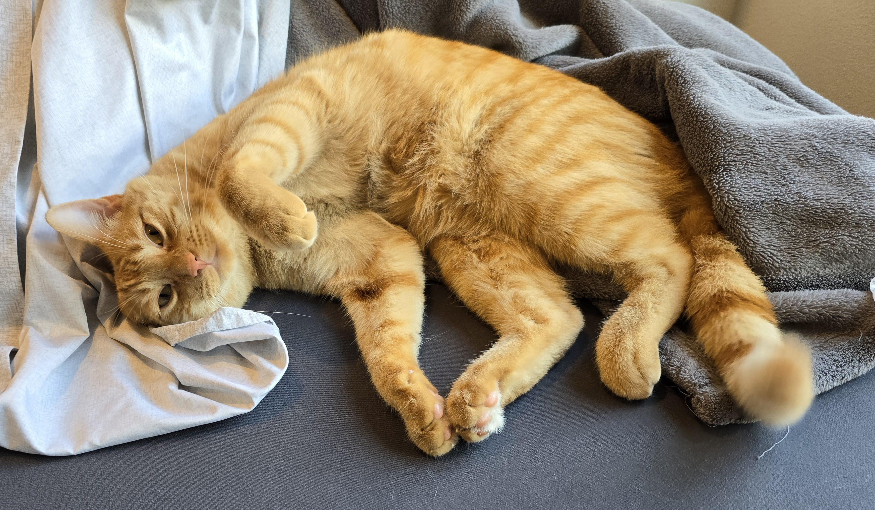 Pabu is kinda sleepy, kinda wants to maul a human's hand. Should I go for the belly?