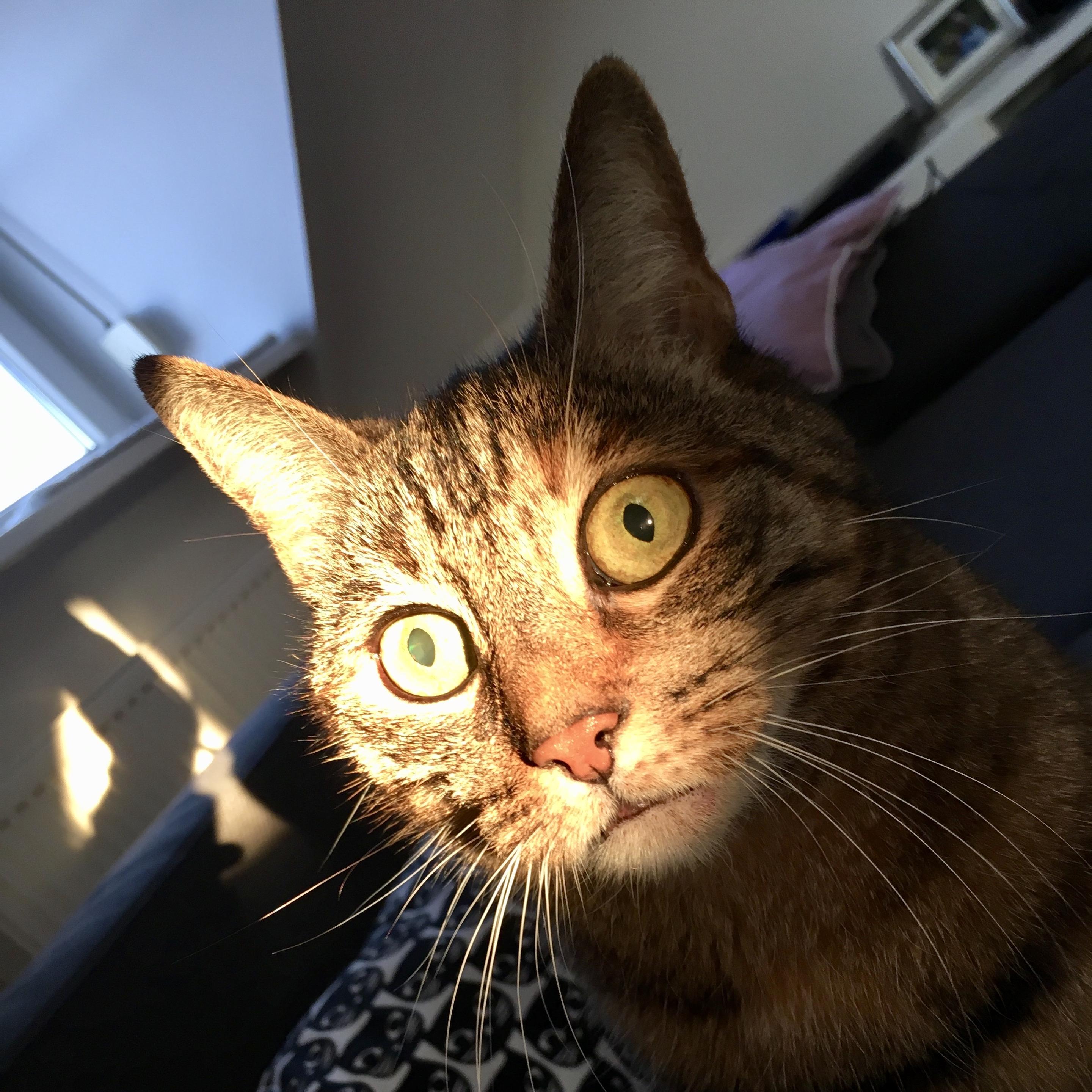 Gasp!!! 😮🐯 . .