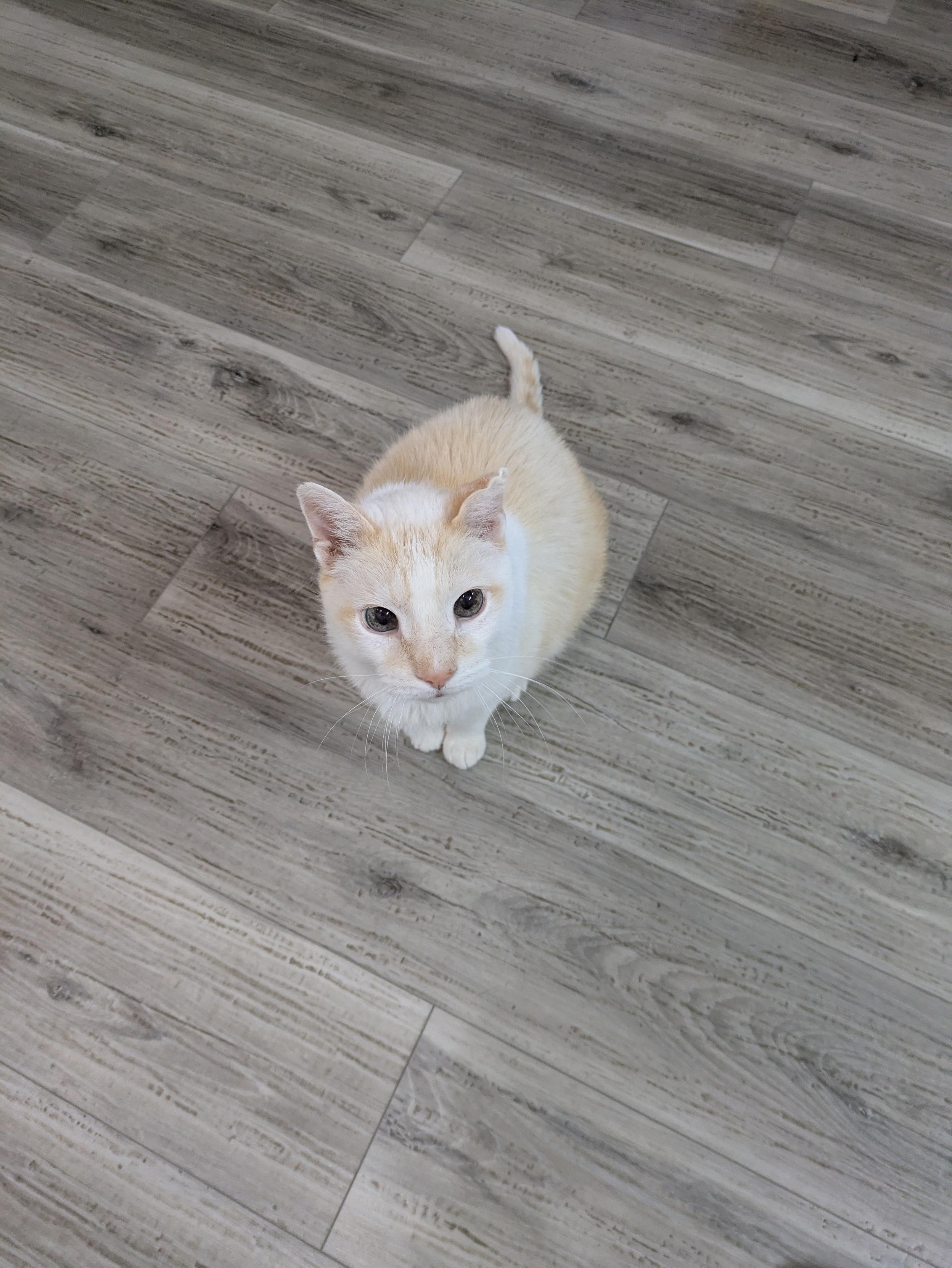 Gaston