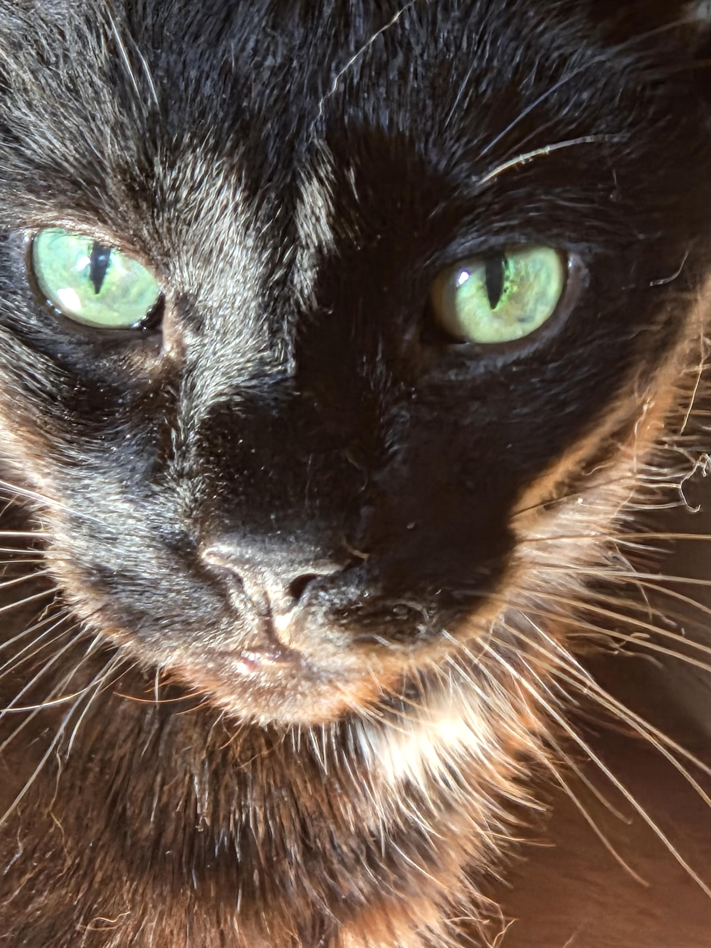 this is 17 year old Jaxxie. He's still very large but losing weight so not quite as suave and masculine as he once was. He was mournful today, and wanted to sh…