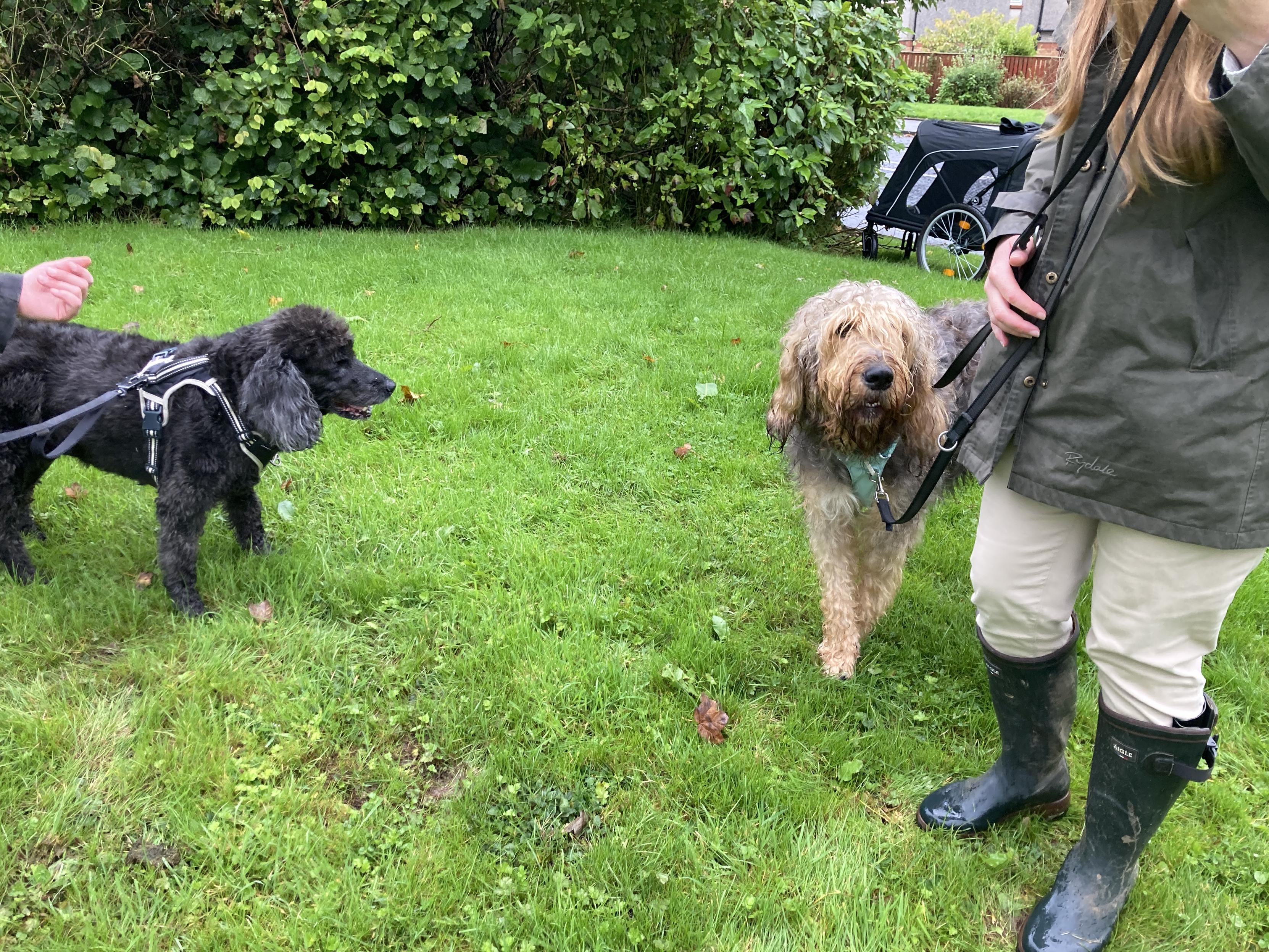 Mlle DoodleFace & her friend the otterhound. The hound is young and skittish, but really friendly. DF had to give her some etiquette lessons, of course, cuz th…