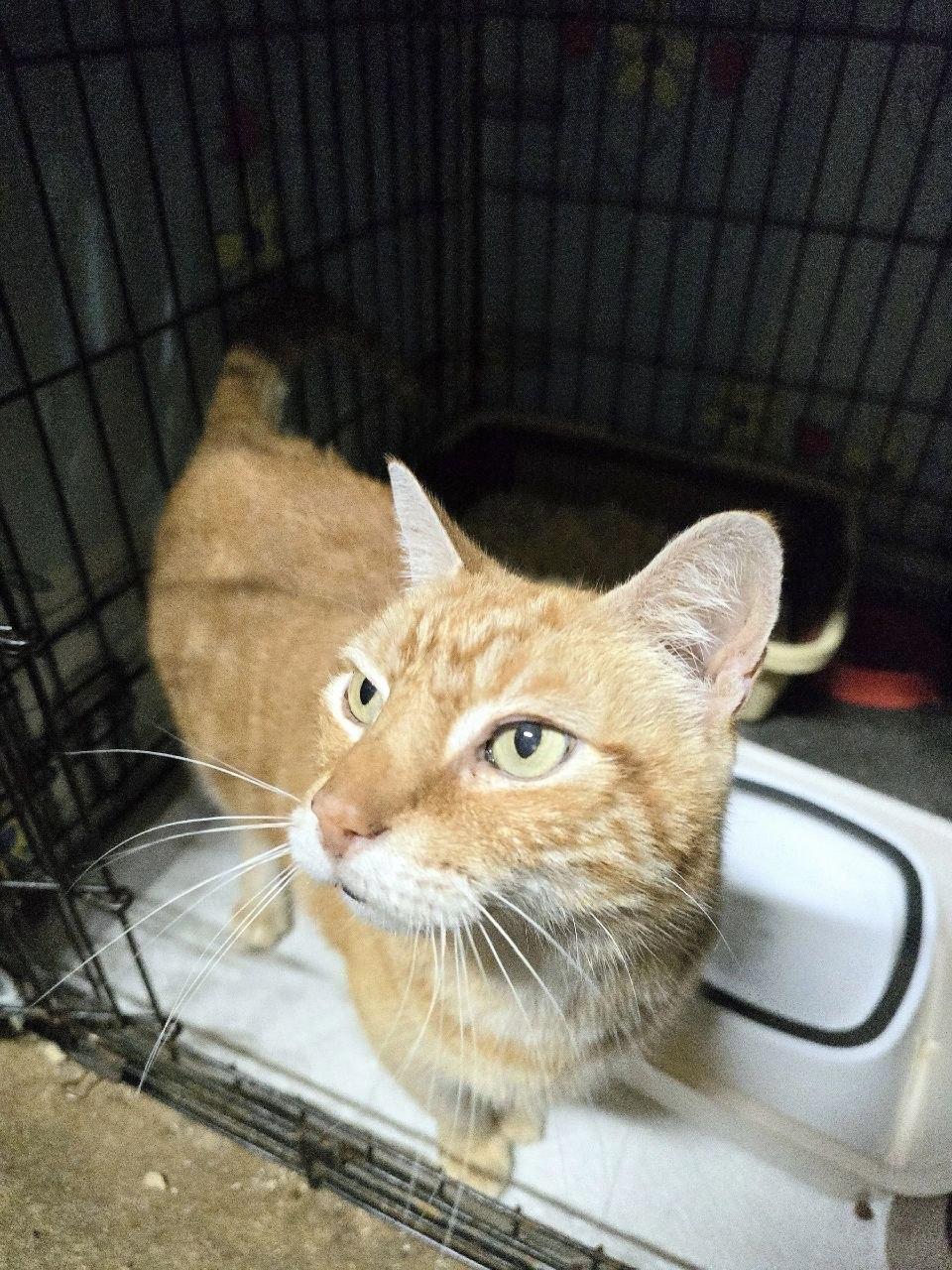 Someone's plotting their great escape, or at least demanding immediate treats! 🐾🍊