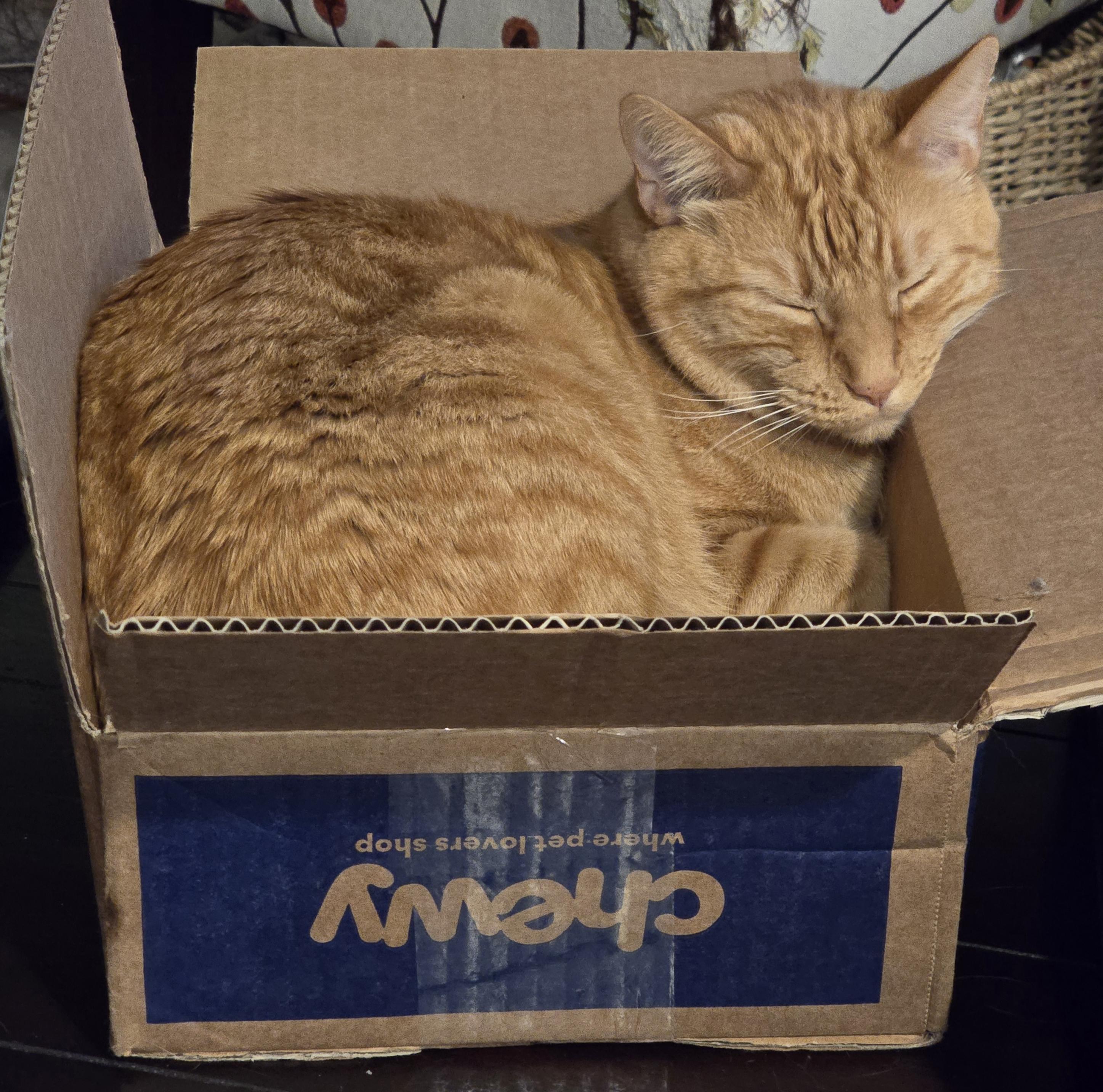 First it delivers his food, then it becomes his bed. Best box ever!