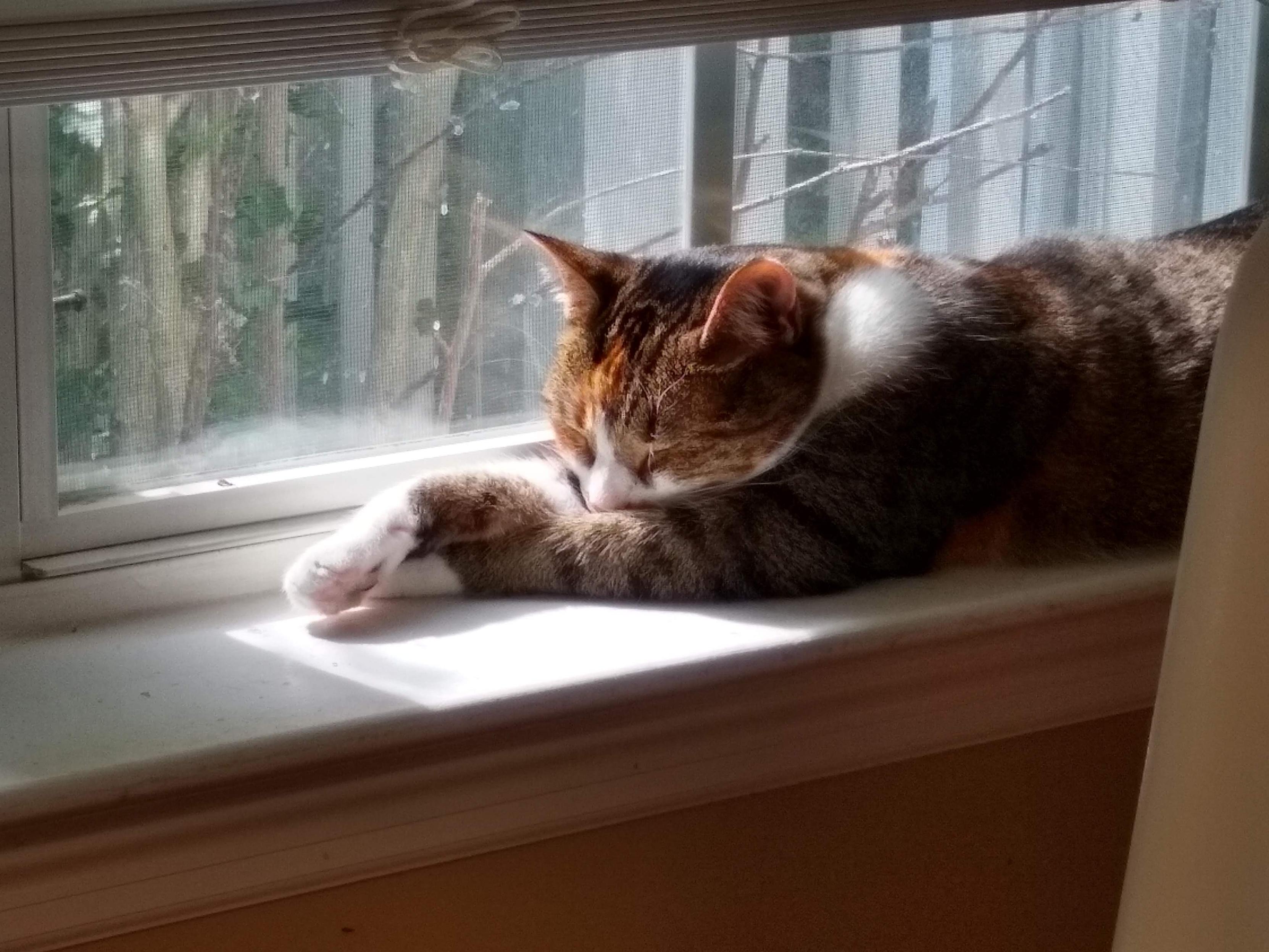 It's been a year since we lost our sweet Pandora. She was a beautiful snuggle bug and chaos gremlin. None of the other cats can fill the empty spot on my chest…