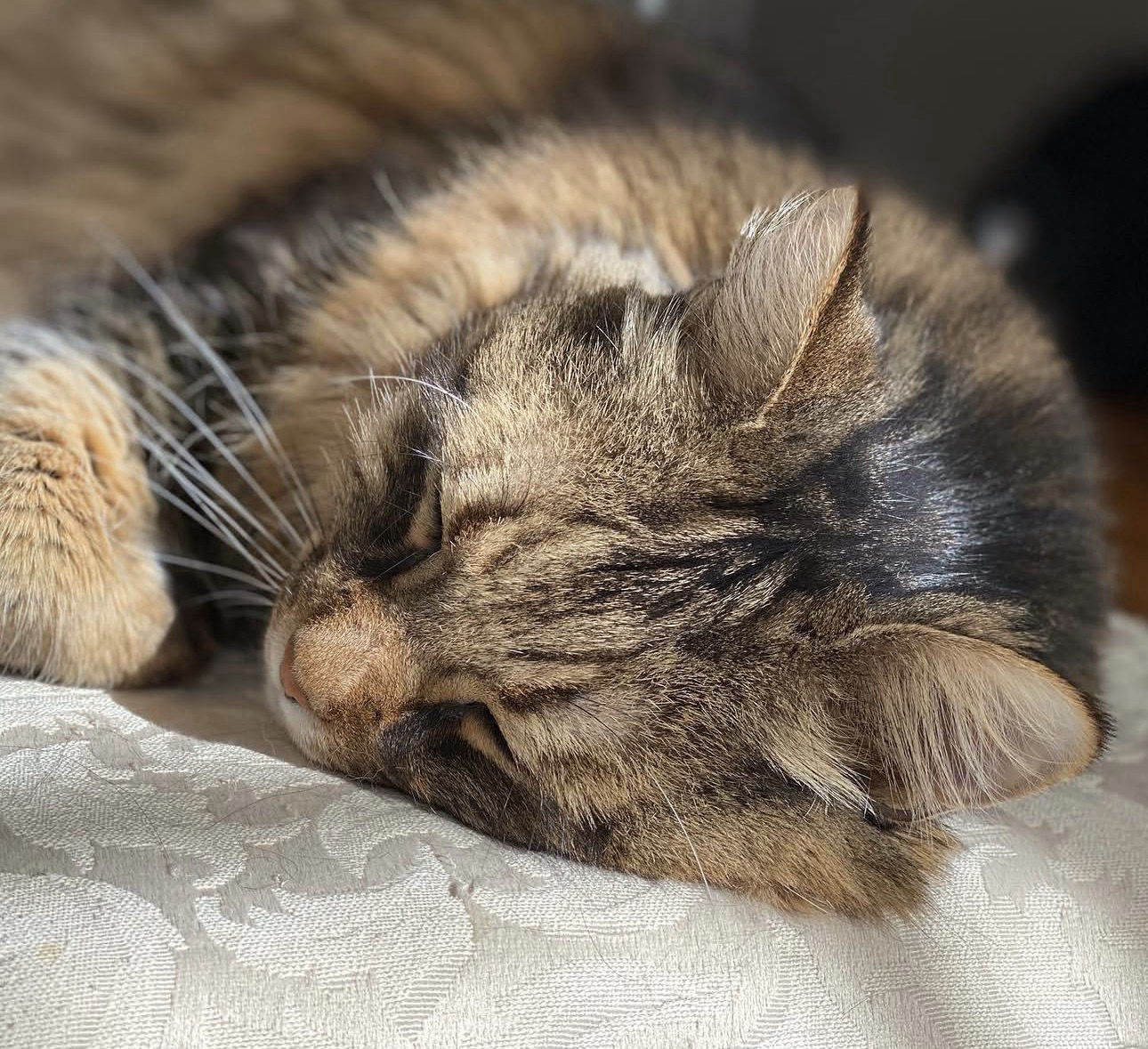 MAINECOON #
