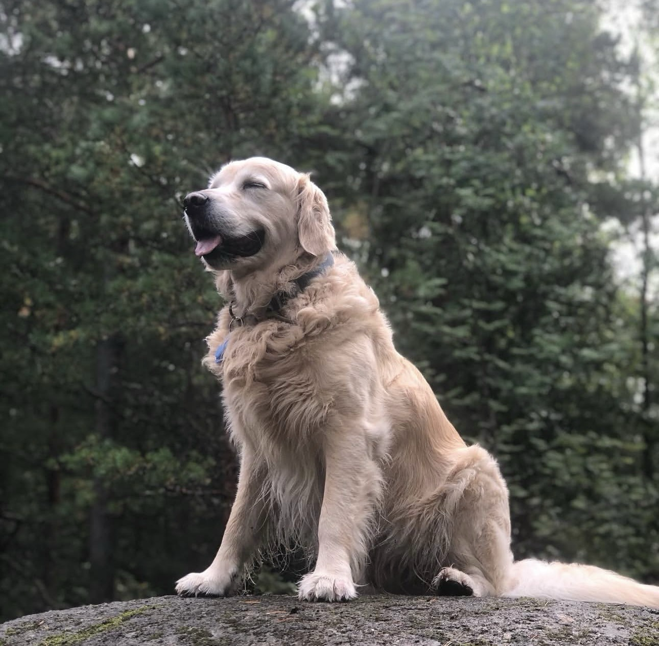 DOG KING
