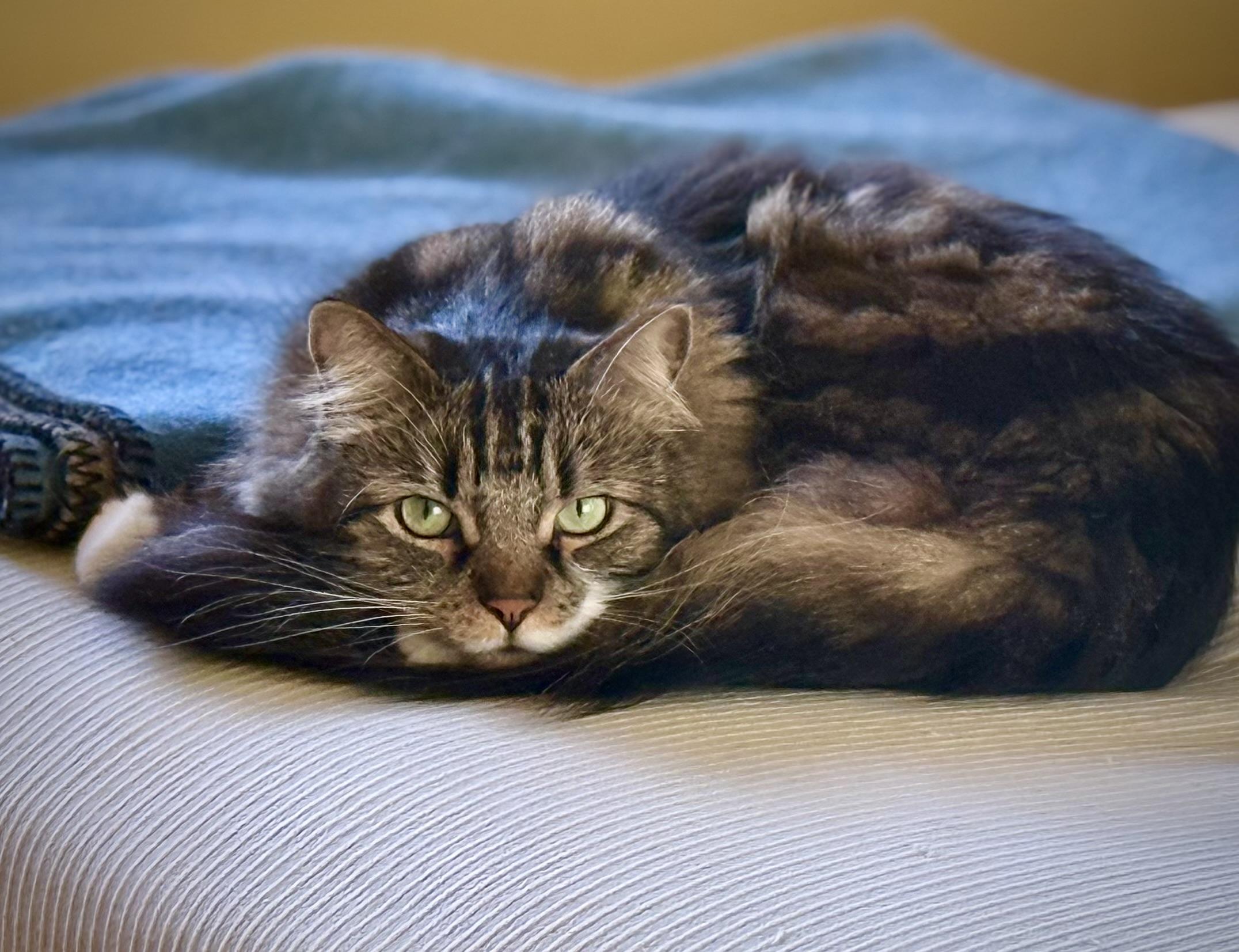Emmett looking seductive on 😸