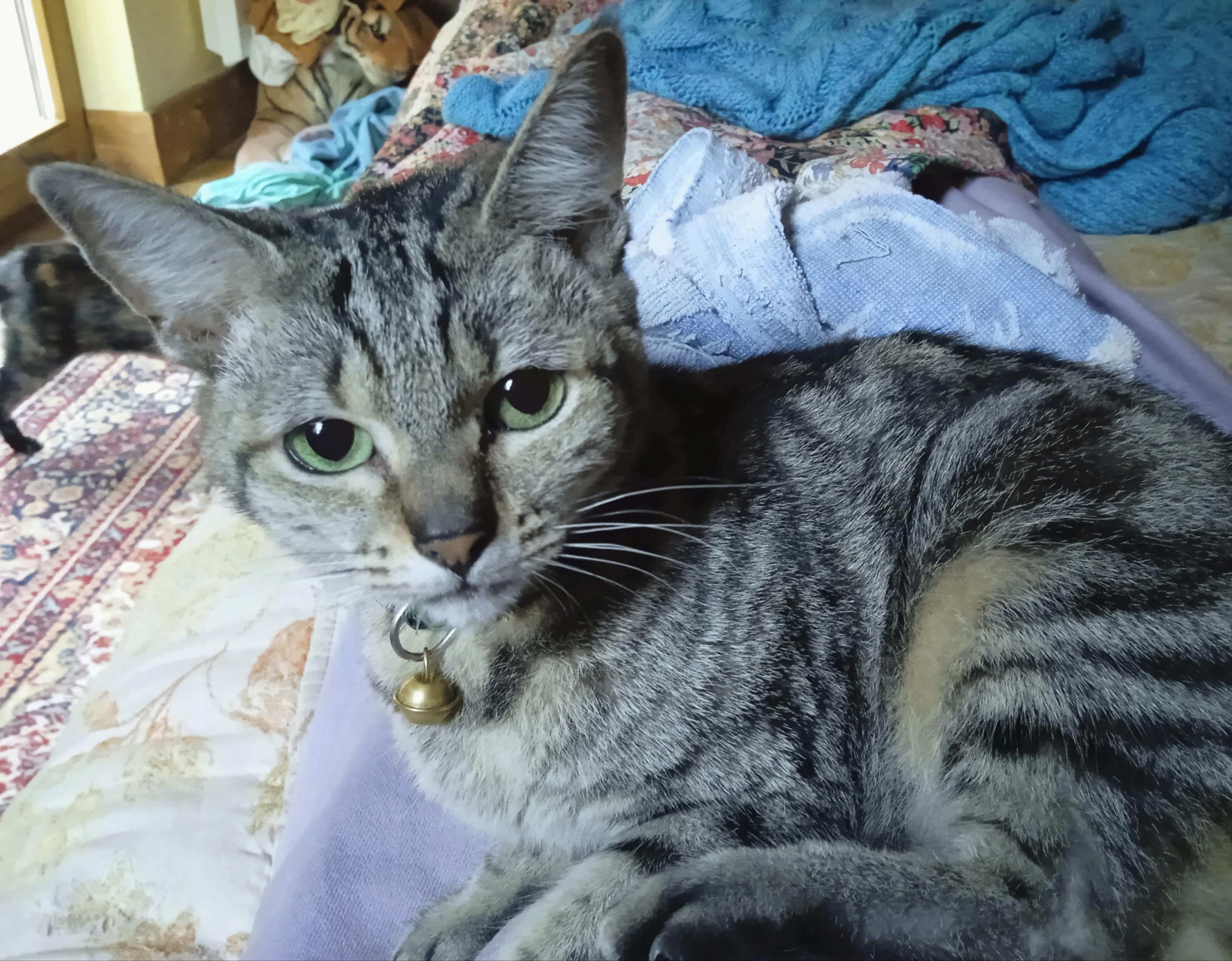 It's cool and wet (!!🙀 drizzle, alas). I am receiving Death Glares for the crime of trying to gently evict her from my stomach. (So I can get up / reach for co…