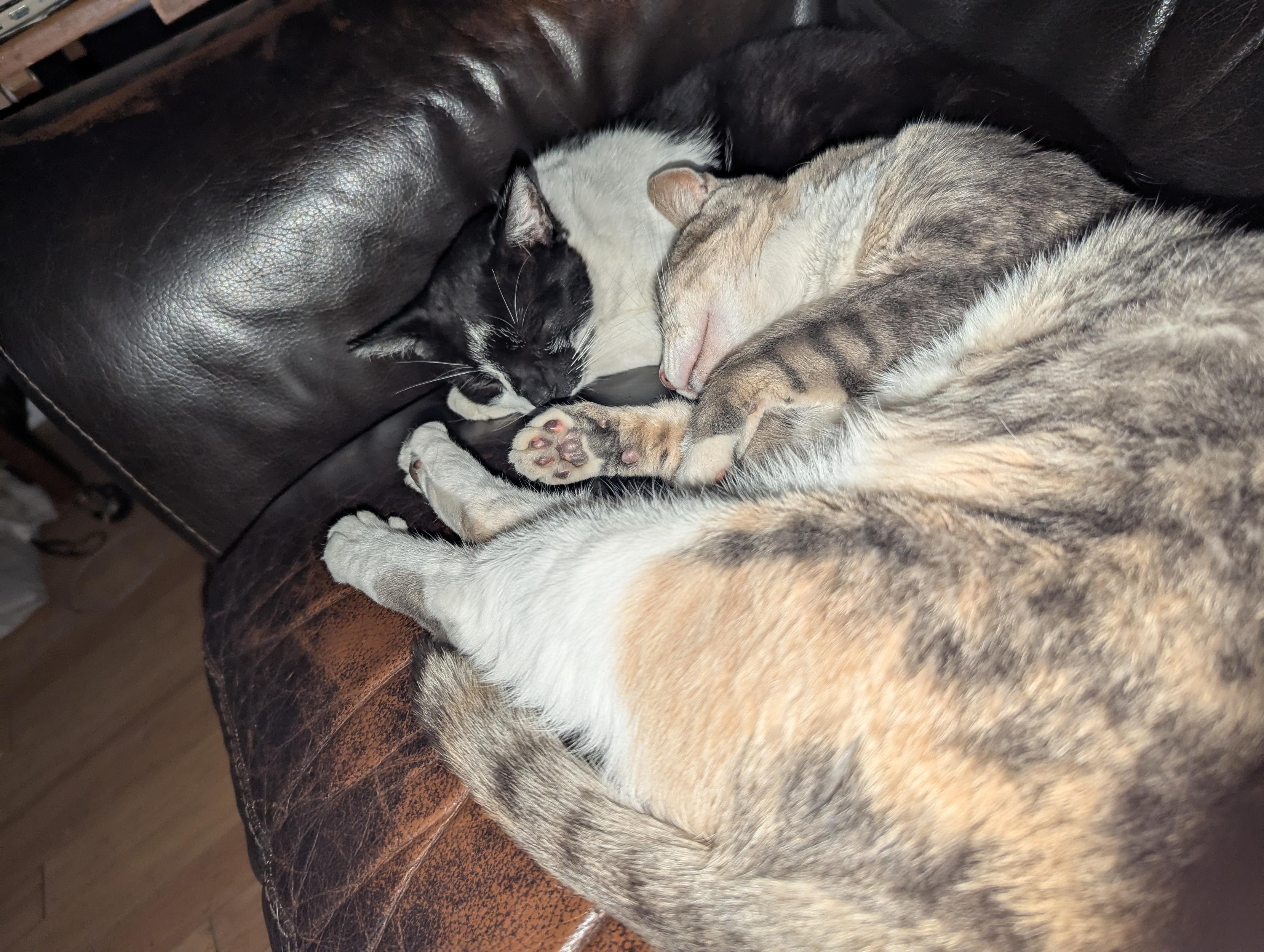 You had a hard week, time for a cat pile