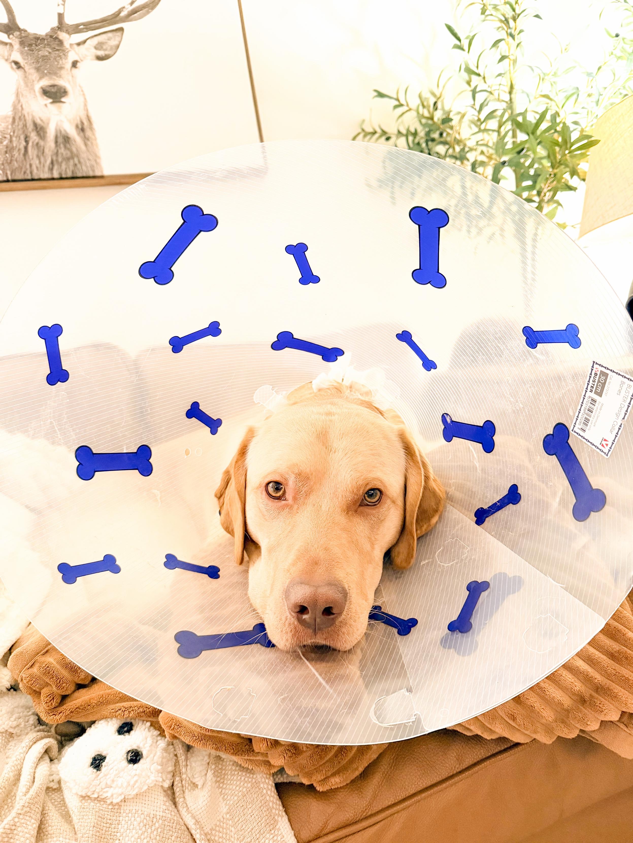 A yellow labrador dog wearing a transparent cone collar adorned with blue bone shapes, resting on a couch with a cozy blanket. In the background, there is a framed image of a deer.