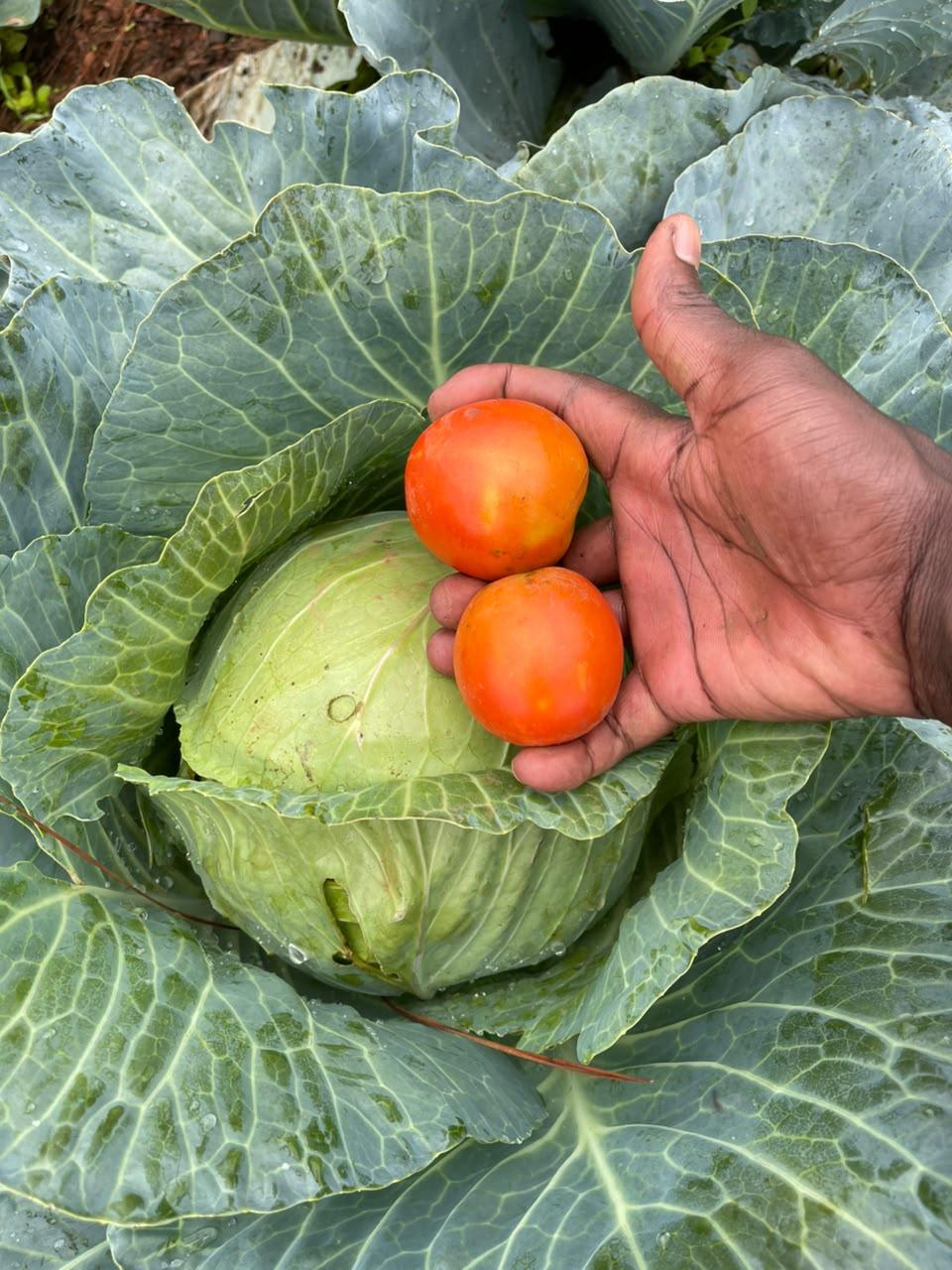 A hand holds two ripe red tomatoes above a large green cabbage surrounded by broad, healthy cabbage leaves with water droplets.