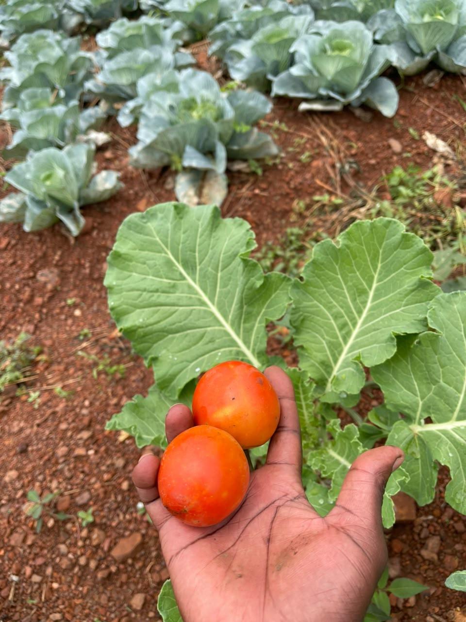 A hand holds two ripe red tomatoes over a garden bed with healthy green cabbage plants growing in reddish-brown soil.
