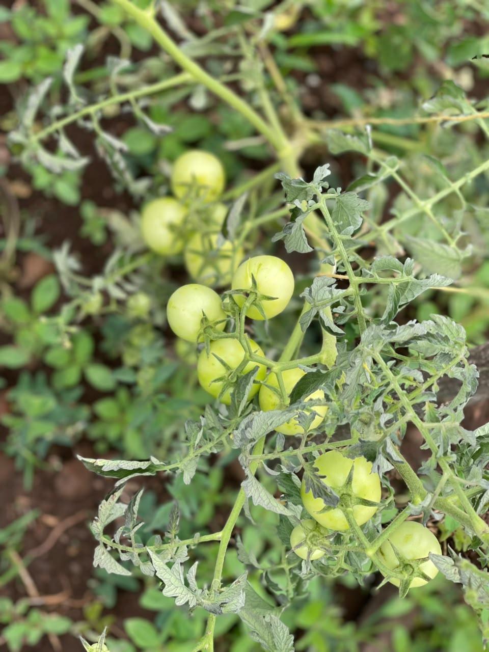 A tomato plant with clusters of unripe green tomatoes.