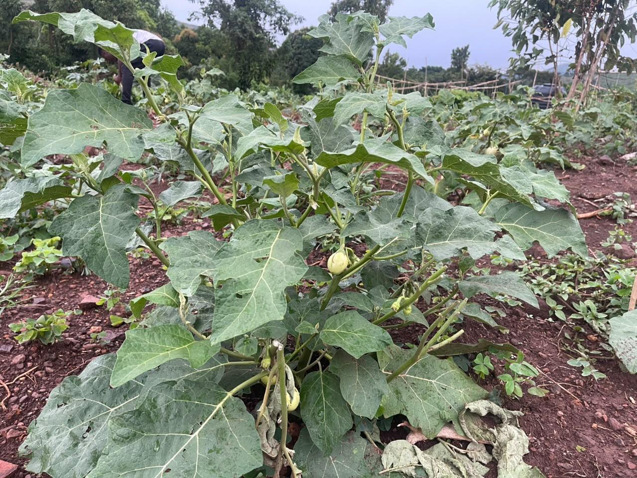 A healthy eggplant plant growing in a garden with small fruits developing.