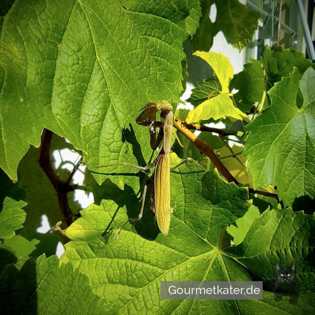 Neu im Garten