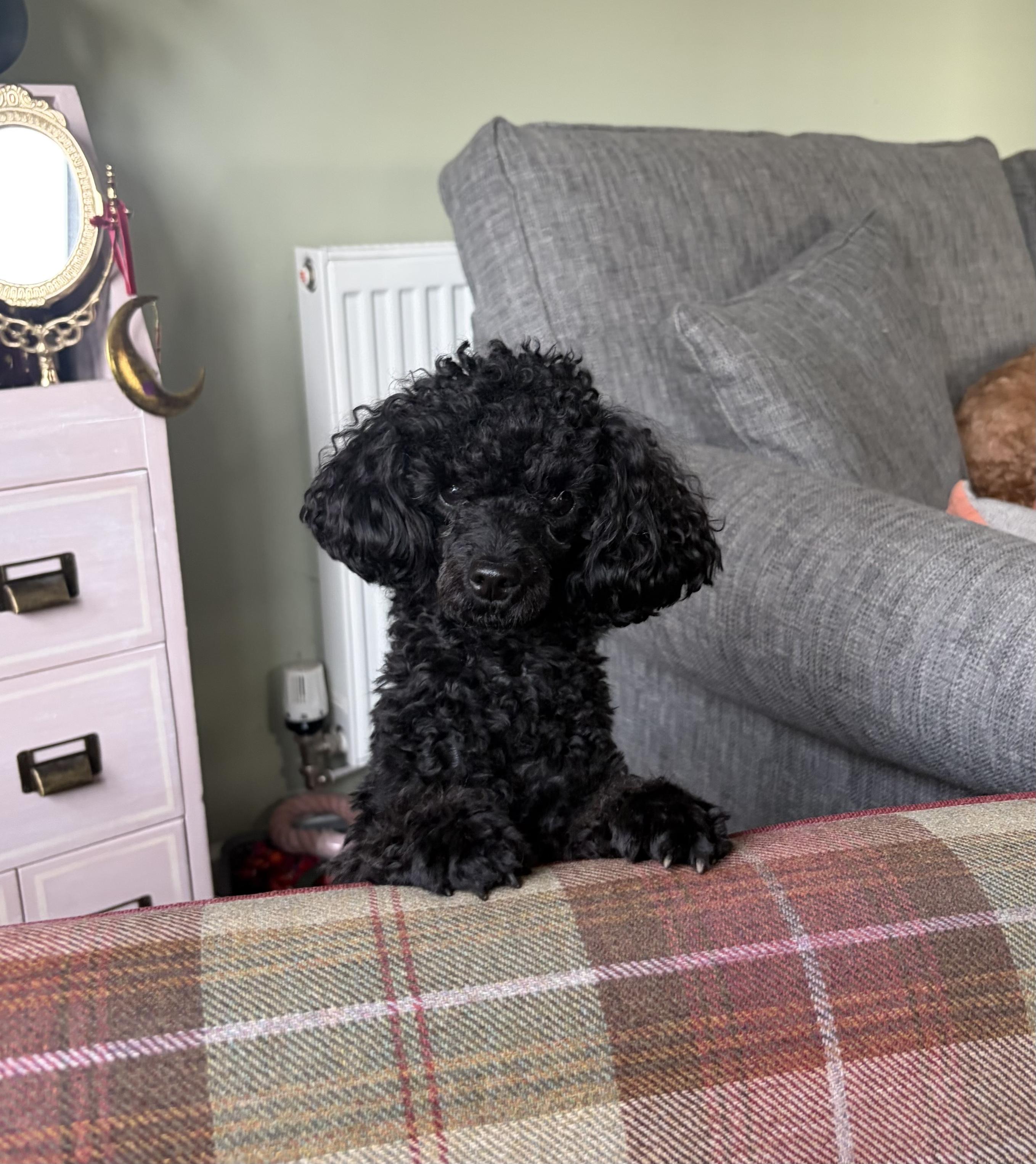 Basil the black toy poodle reaching over the arm of the chair