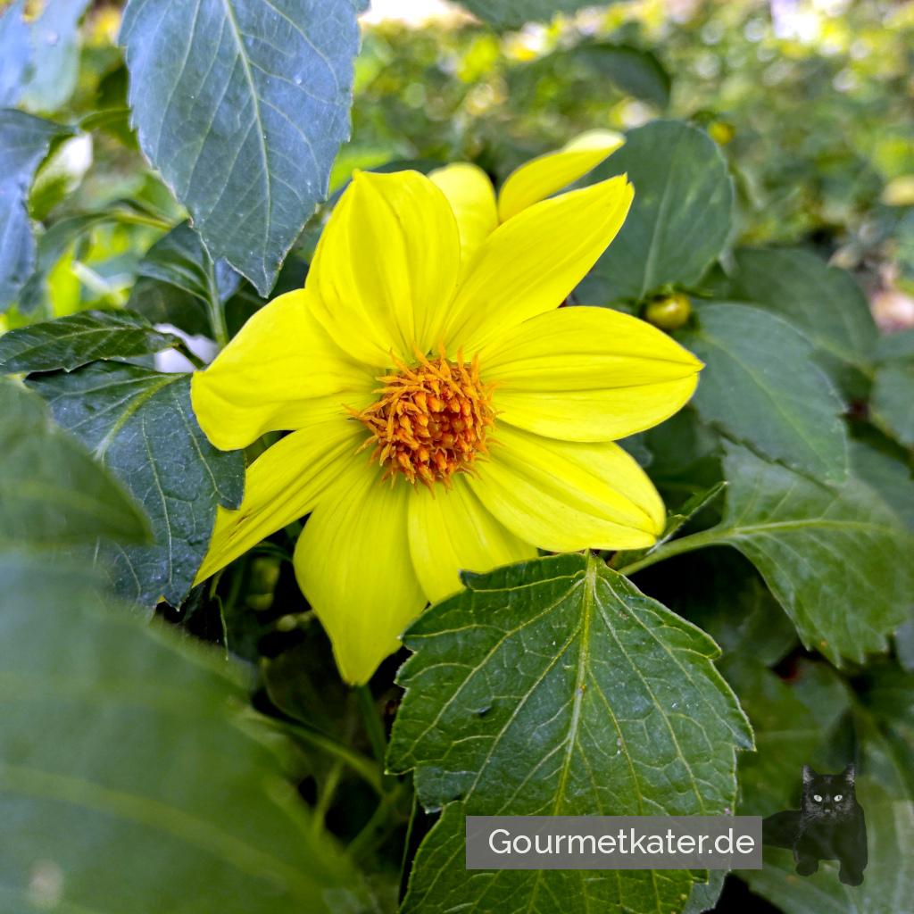 Herbst-Blüte