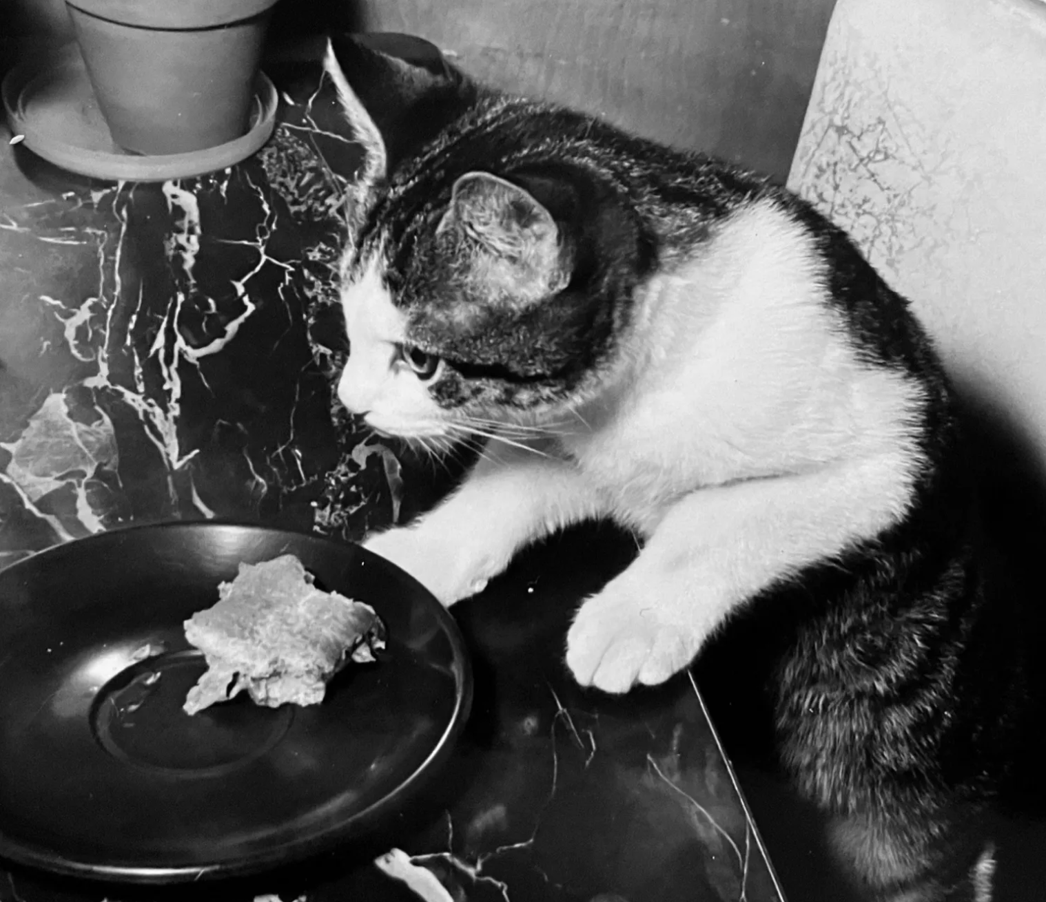 Black and white photo of a shorthaired white and tabby cat standing on a seat with its front paws on a dining table, leaning forward as if about to snatch a bit of sandwich on a plate in front of it on the table.