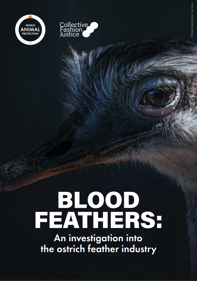 Blood Feathers: An investigation into the ostrich feather industry
