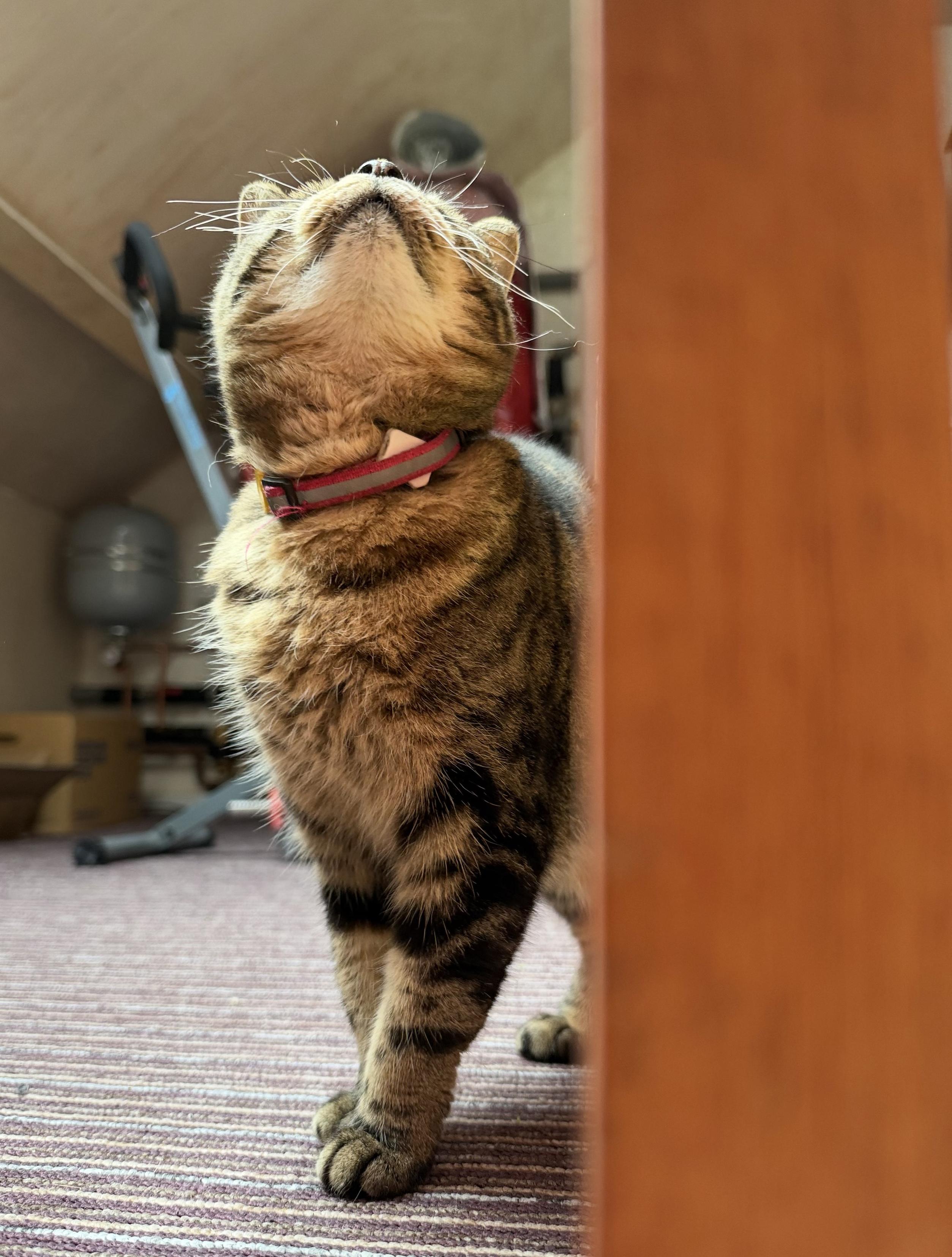 Tabby cat looking up, behind a bannister. Half of a bluetooth beacon on the collar.