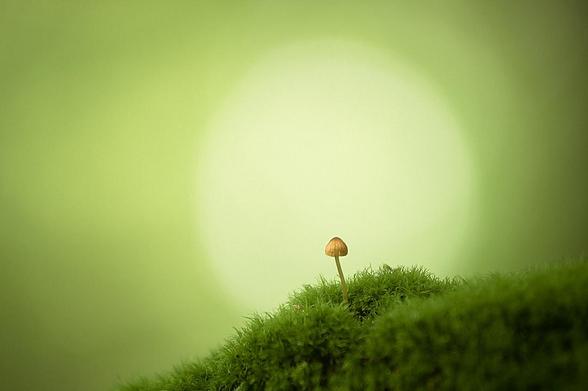 Posted media