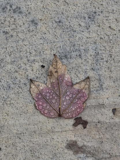 A three-pointed leaf face-down on concrete. The tips are tan and the rest is light red. There are water droplets covering the whole thing.