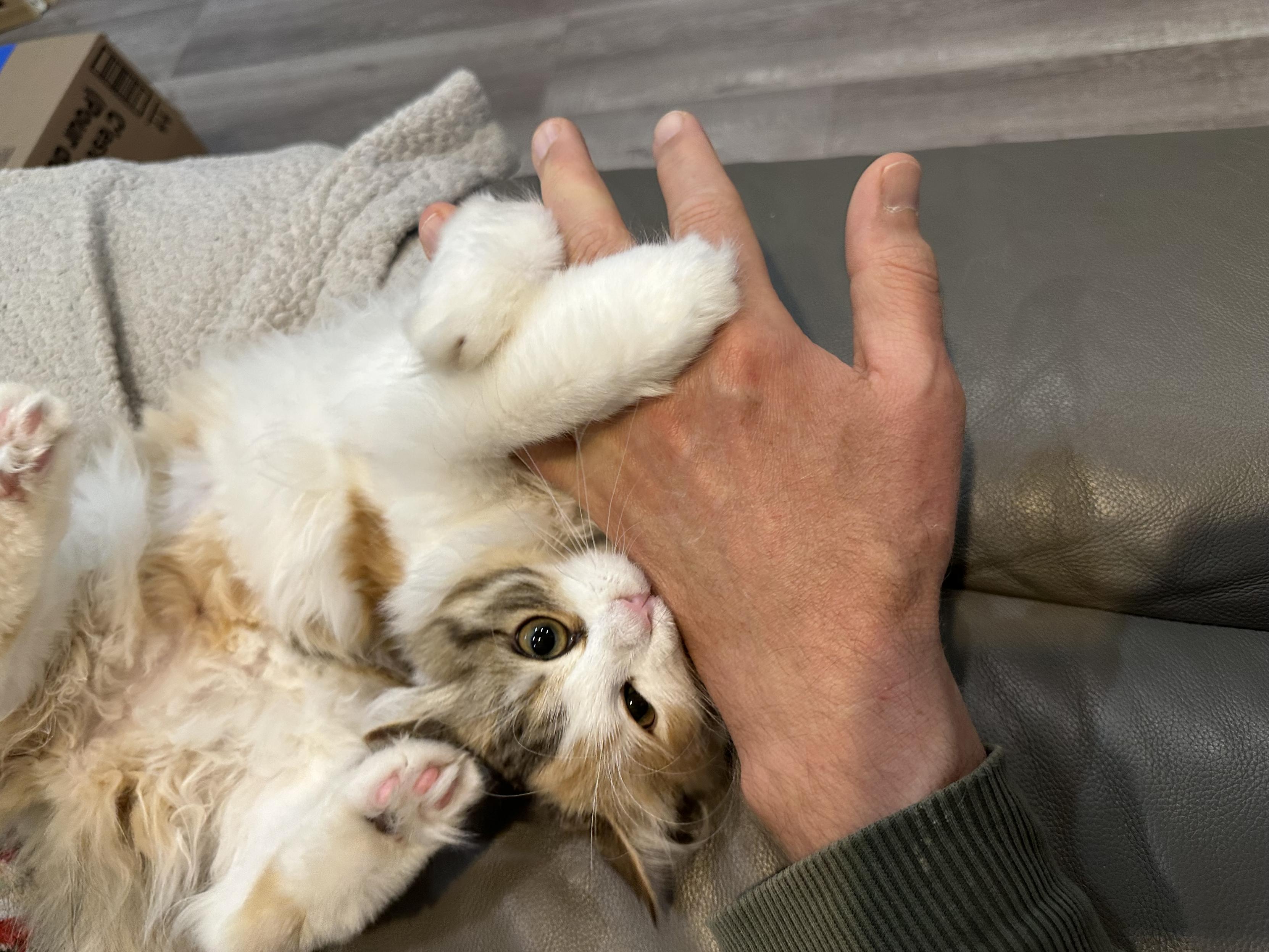 I think it’s a mop nestling my hand? A mop, or a tiny calico-esque cat, it’s really hard to tell…