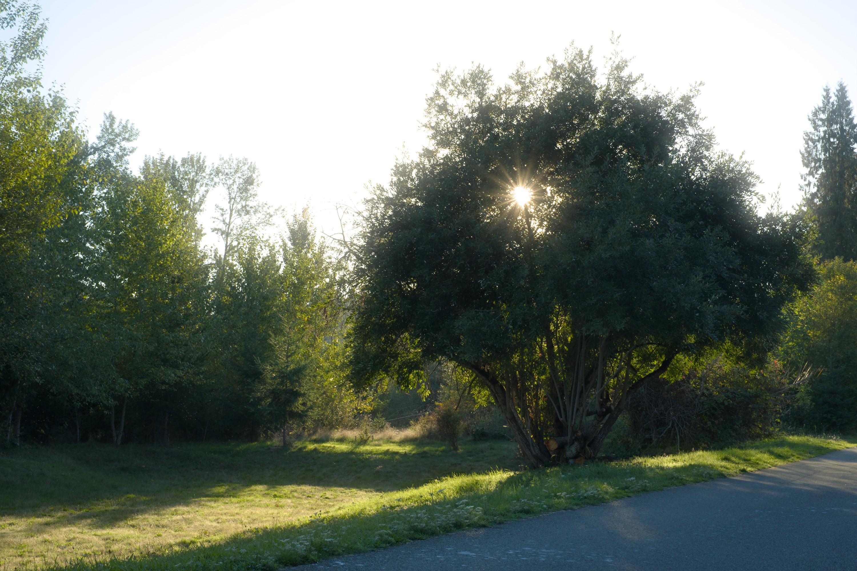 A green clearing within a city park nearby a tarmac covered path. The grass is highlighted in golden sun light. There are some green trees in the background, while the middle range is dominated by a wide-canopied tree through which we can see a bright setting sun as a point with clearly defined spreading rays.