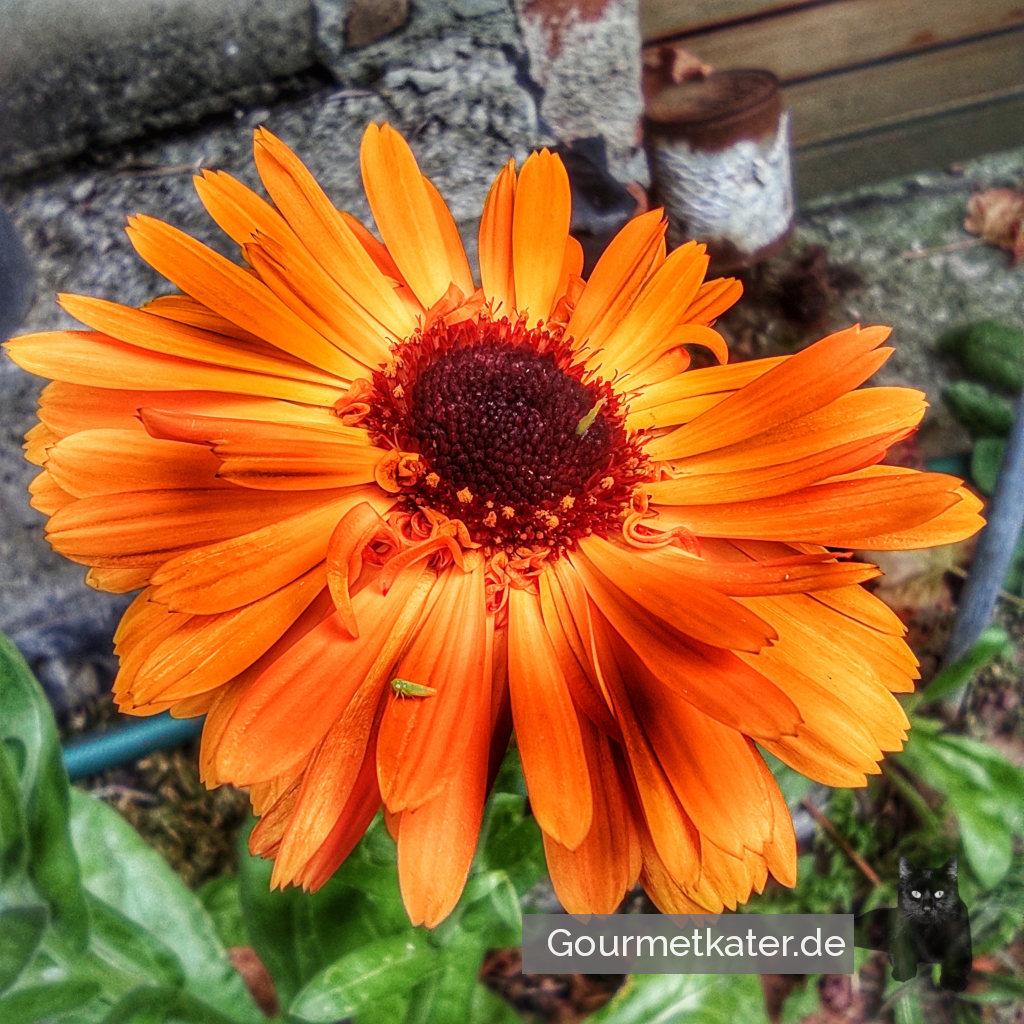 Kleine Sonne
