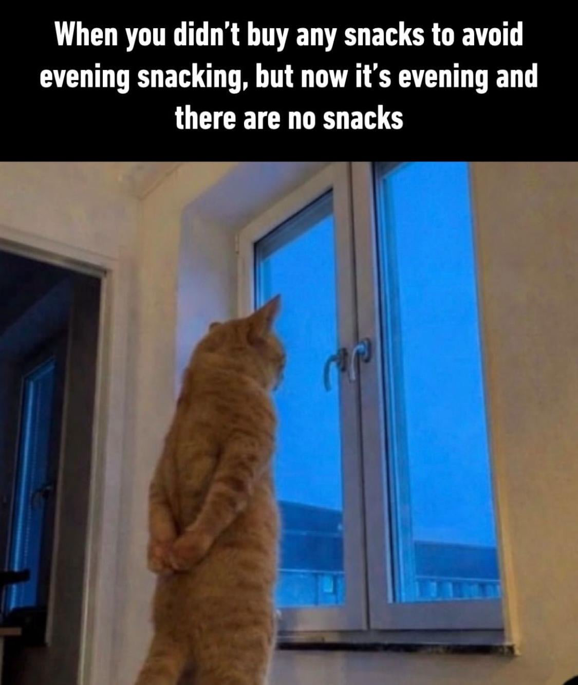 a picture of a cat in deep contemplation looking at the evening sky with a text “When you didn't buy any snacks to avoid evening snacking, but now it's evening and there are no snacks”