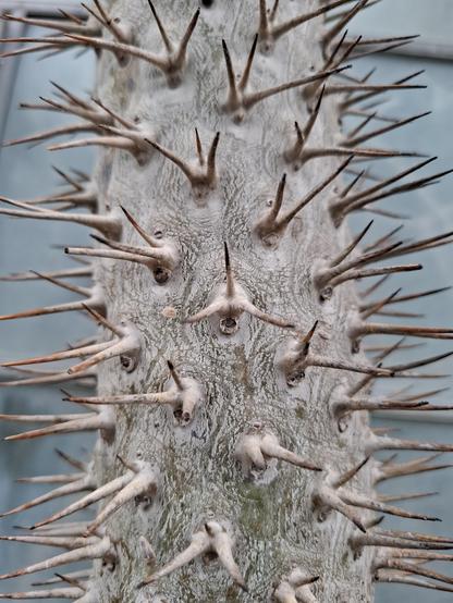 Close up of the stem of a brownish prickly cactus