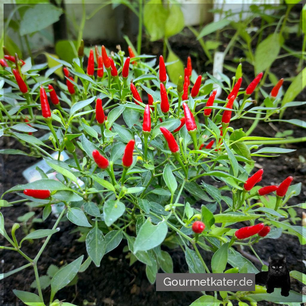 Kleiner Chili