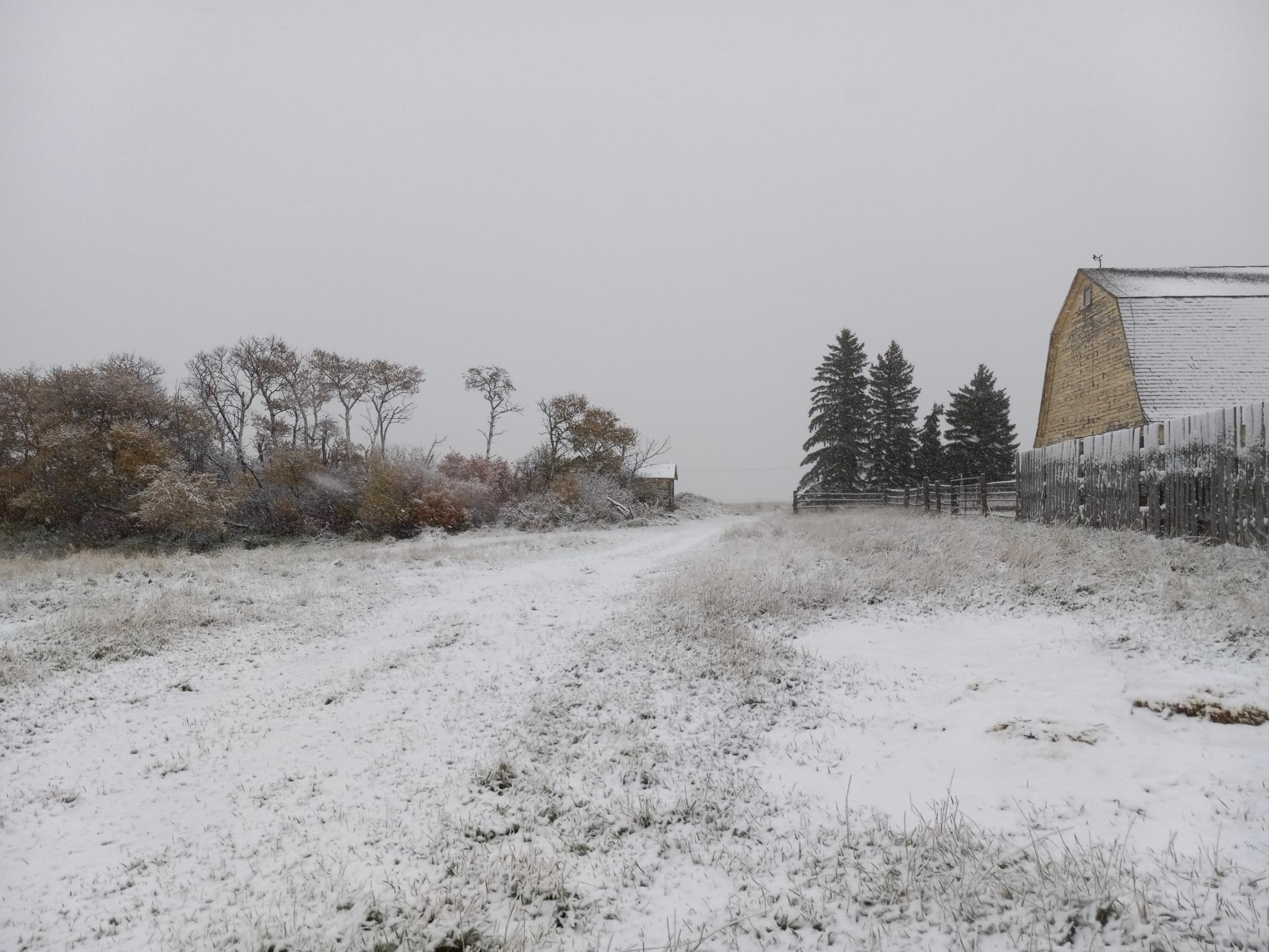 A snowy field with a snow-covered yellow barn on one side of the scene, and snow-dusted yellow trees on the other side.  The sky is cloudy.