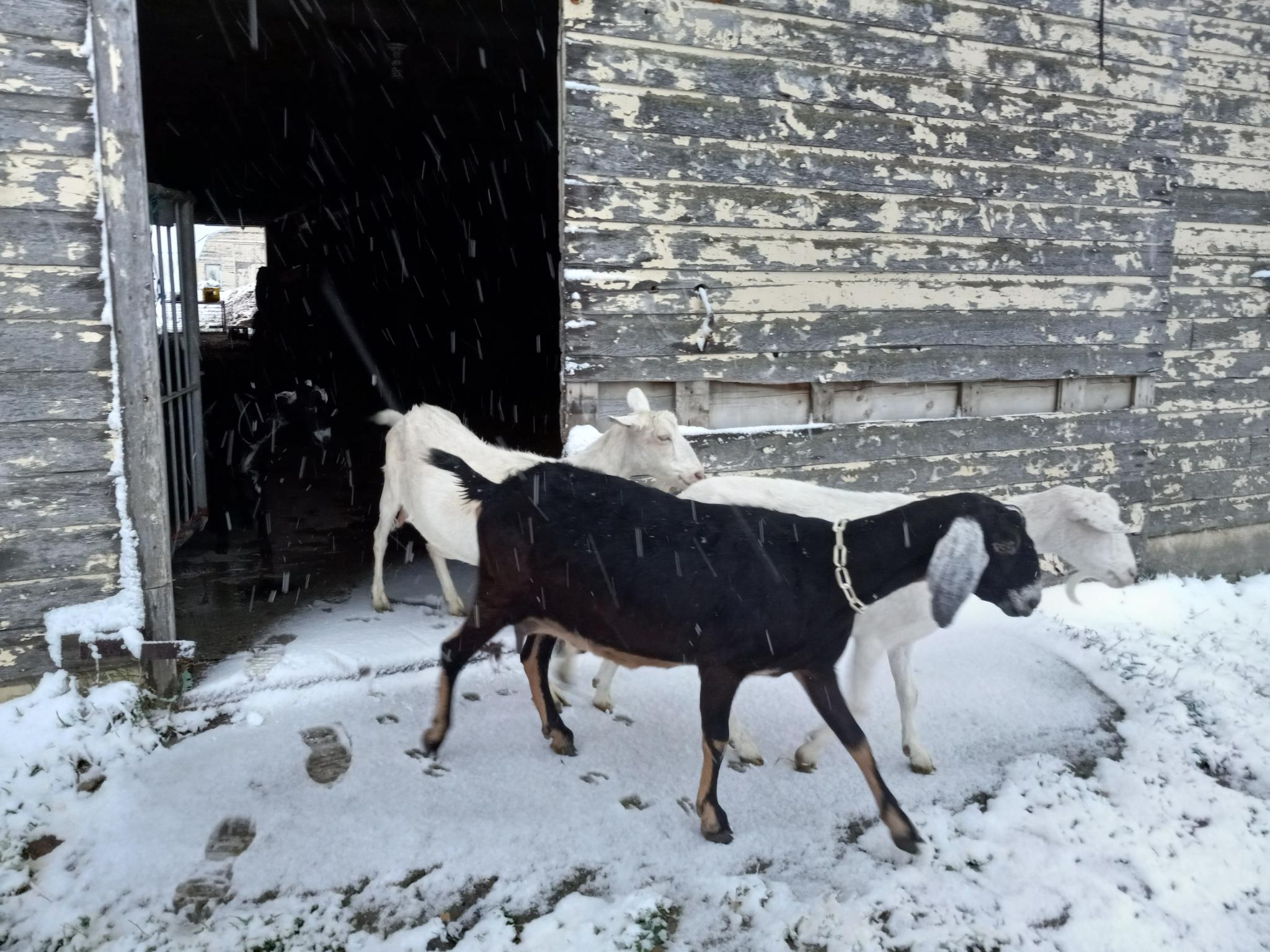 2 black goats and 2 white goats walking out of a large barn door with peeling yellow paint into a snowy yard.  They look annoyed.