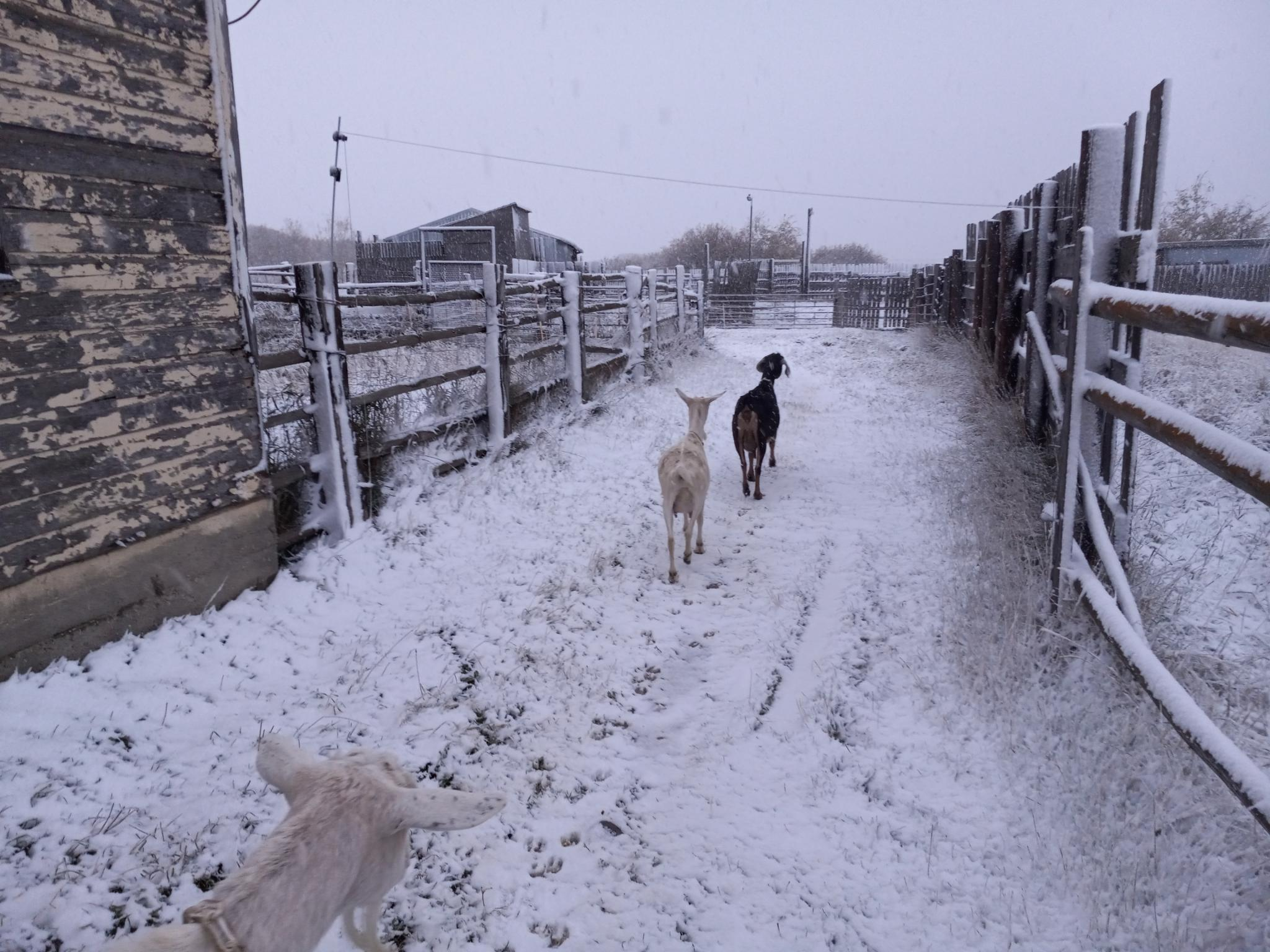 3 goats walking through the snowy field toward the other barn as quickly as they can.  They will not wait for me to take my silly pictures, they want out of the snow.  The sky above is cloudy and it's snowing pretty good.