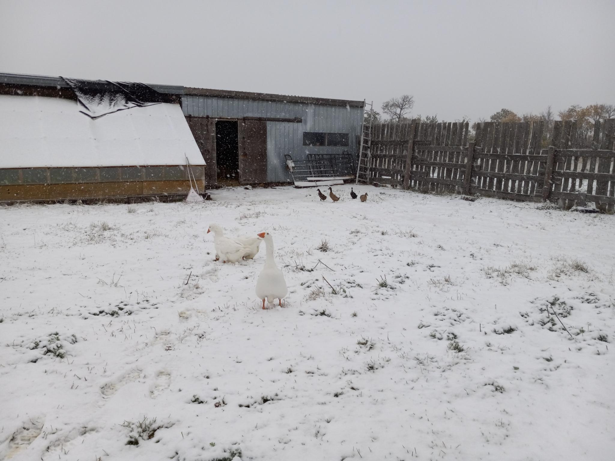 A snowy farmyard with a snow-covered greenhouse and chicken coop building on one side, with a tall wooden fence.  3 large white geese and 6 small brown ducks are happily playing in the snow.  No chickens are visible because they won't come out of the coop.