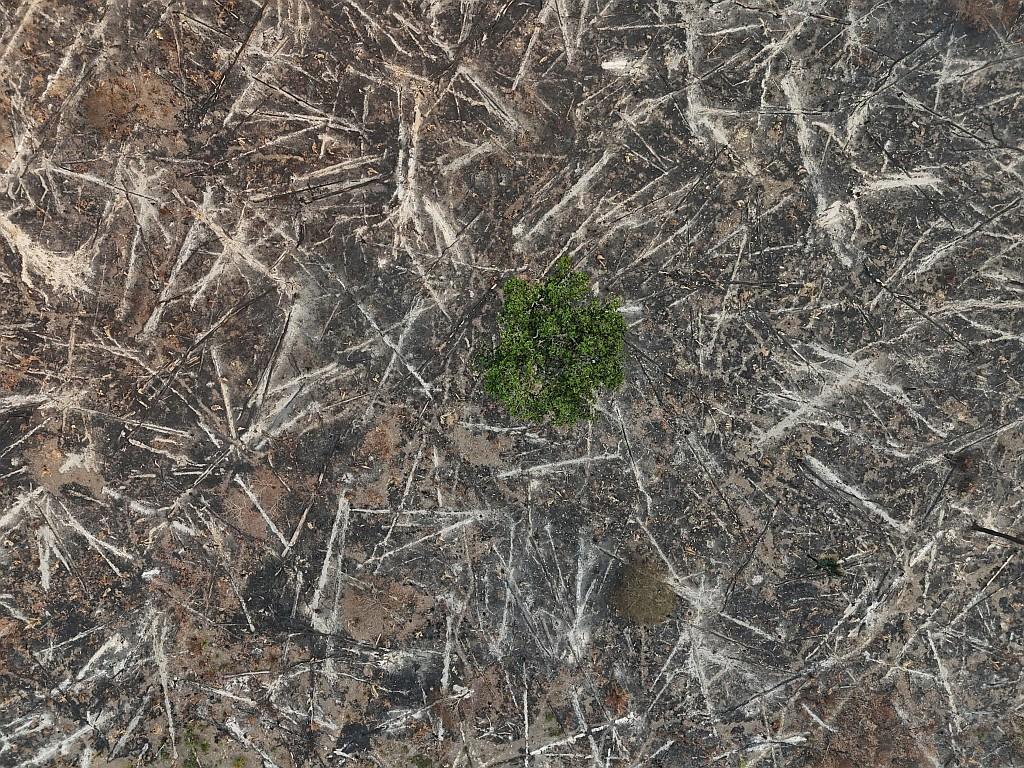 A drone view of a deforested area in the rainforest, burned by wildfire.