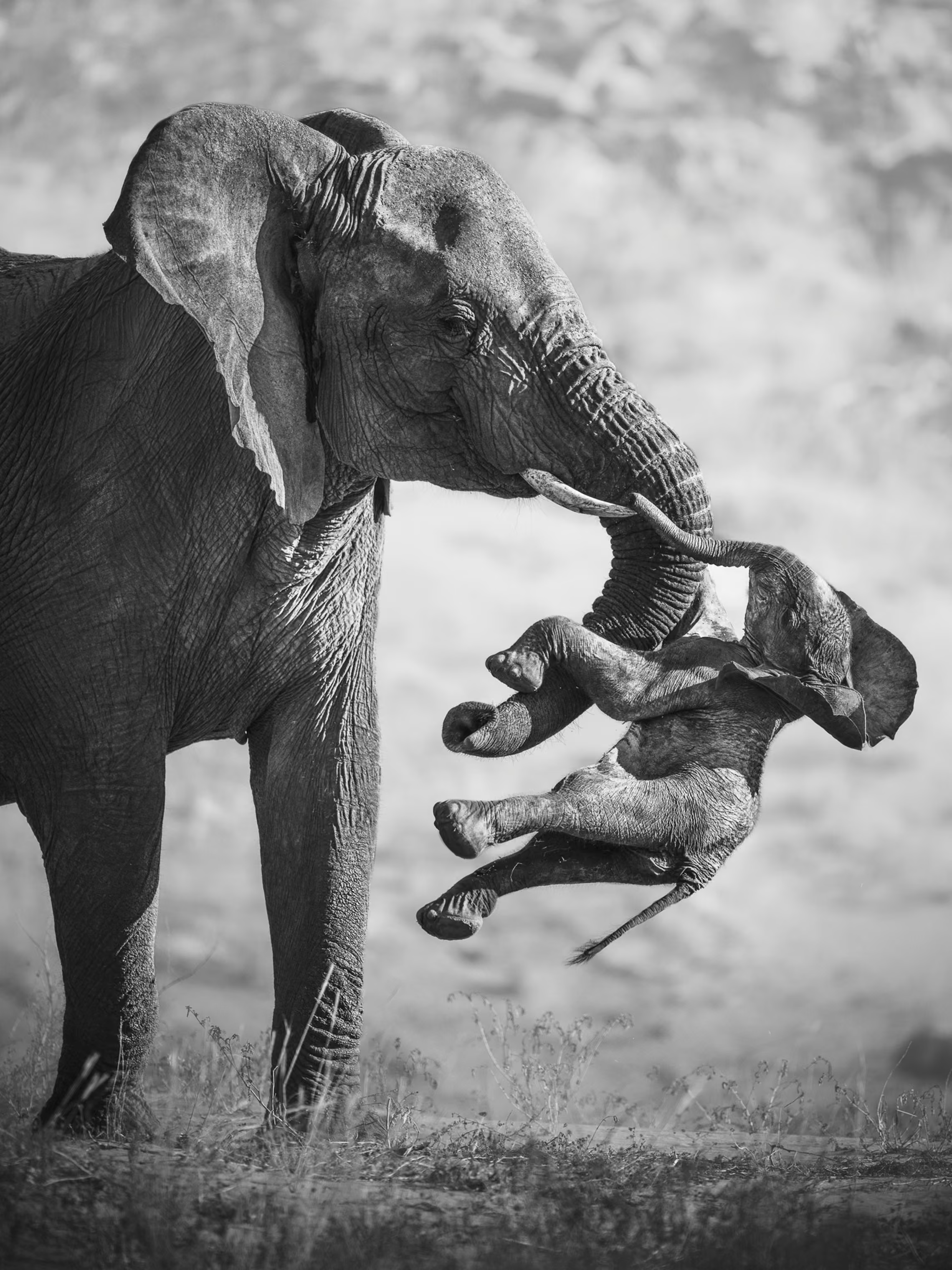 A female emerged with the calf, its leg wedged between her tusk and trunk. Behaviours centring on death have been observed in Asian and African elephants, including vocalisations, guarding the dead, inspecting and handling bones and carrying the deceased.