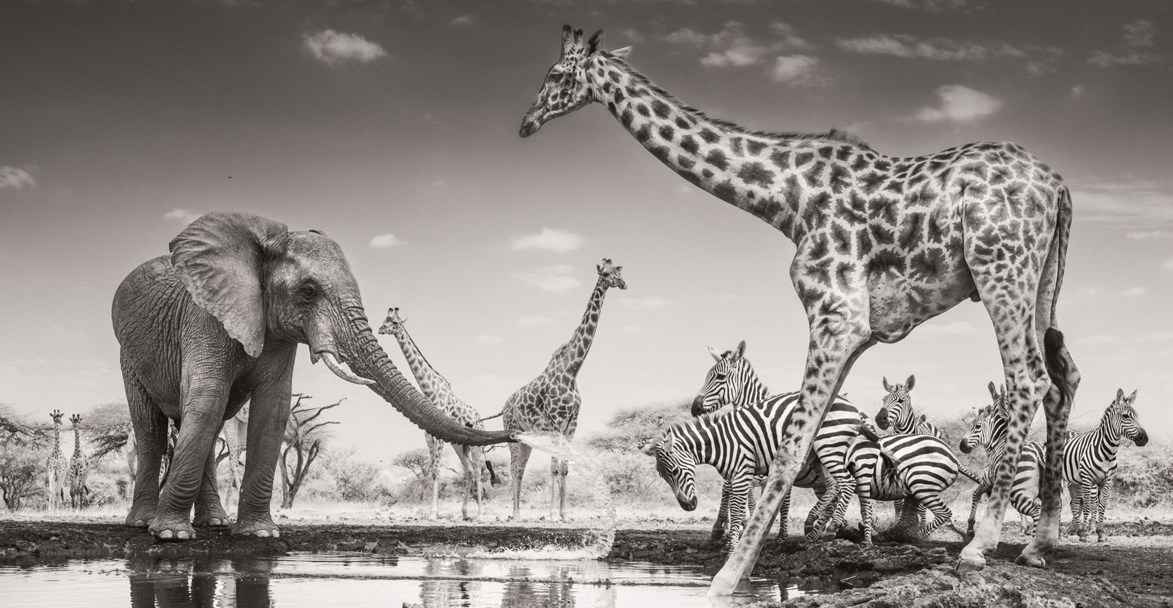 A  young bull elephant sprays a group of zebras at a waterhole.