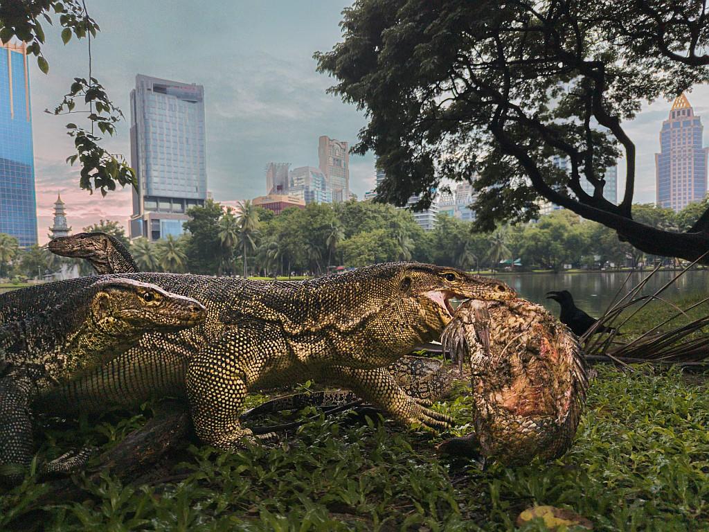 Water monitors in a park.