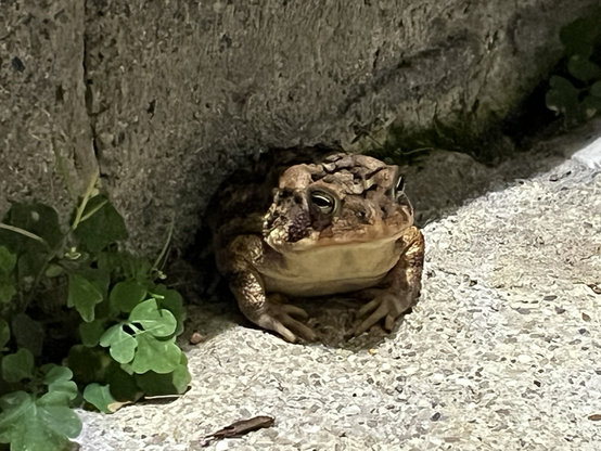 Posted media