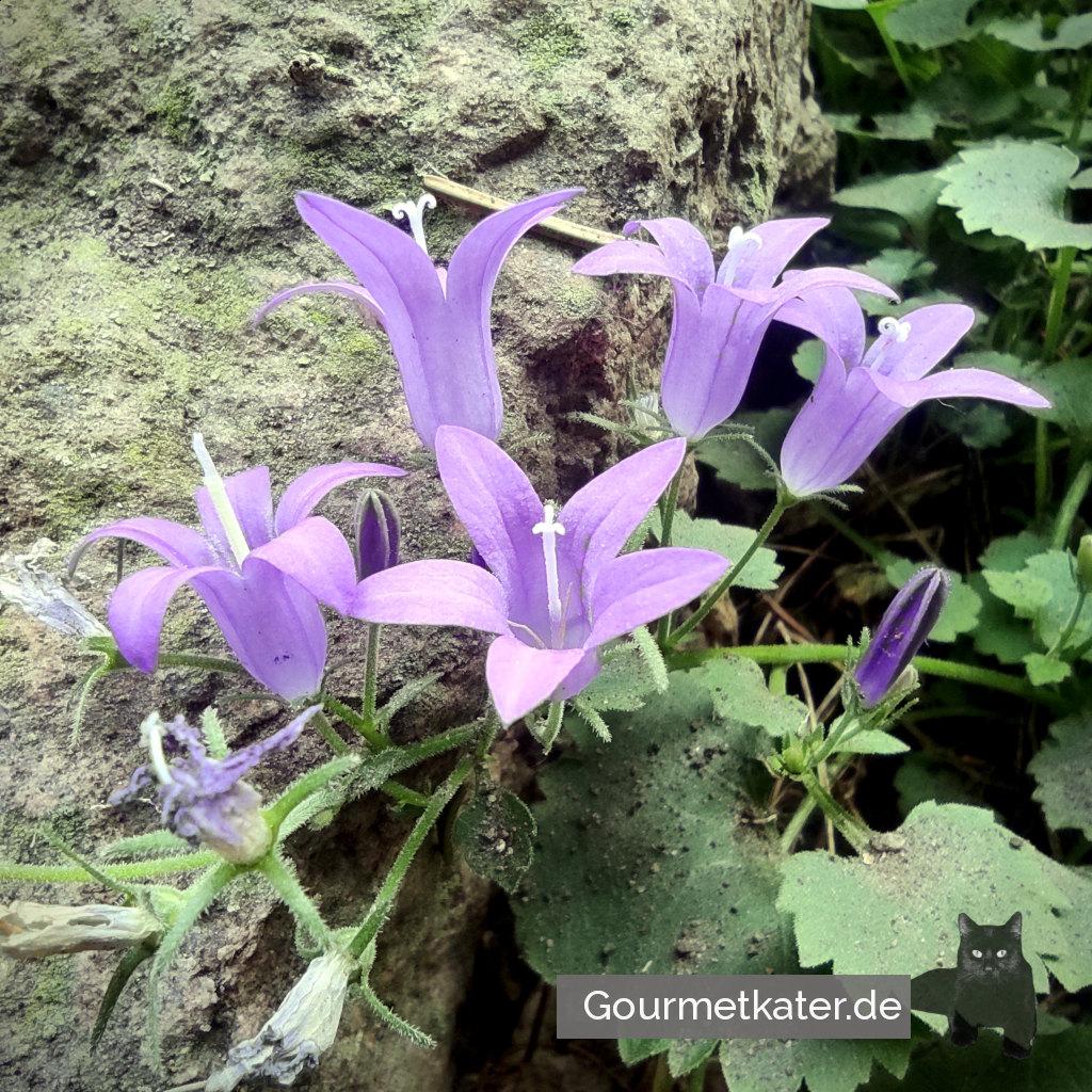 Zarte Blüten