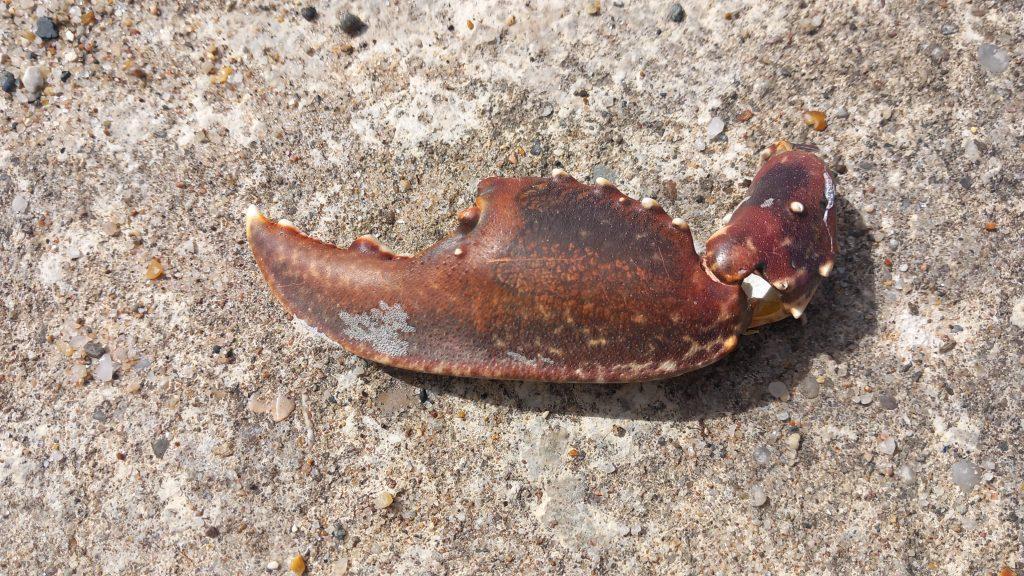 Big Crab claw